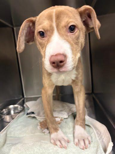 Christina, a Adoptable mixed breed in Washington, DC image 1/4