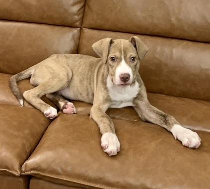 Christina, a Adoptable mixed breed in Washington, DC image 3/4