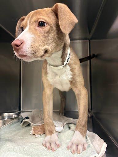 Christina, a Adoptable mixed breed in Washington, DC image 4/4