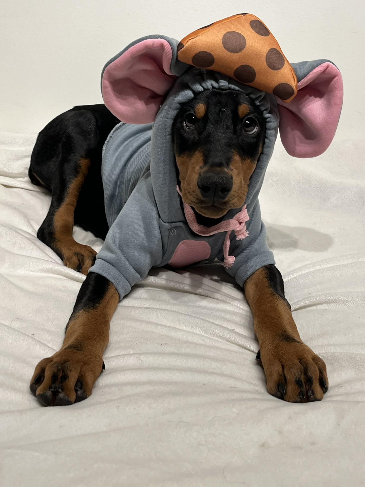 Elsa, adopted, Puppy Female Doberman Pinscher.