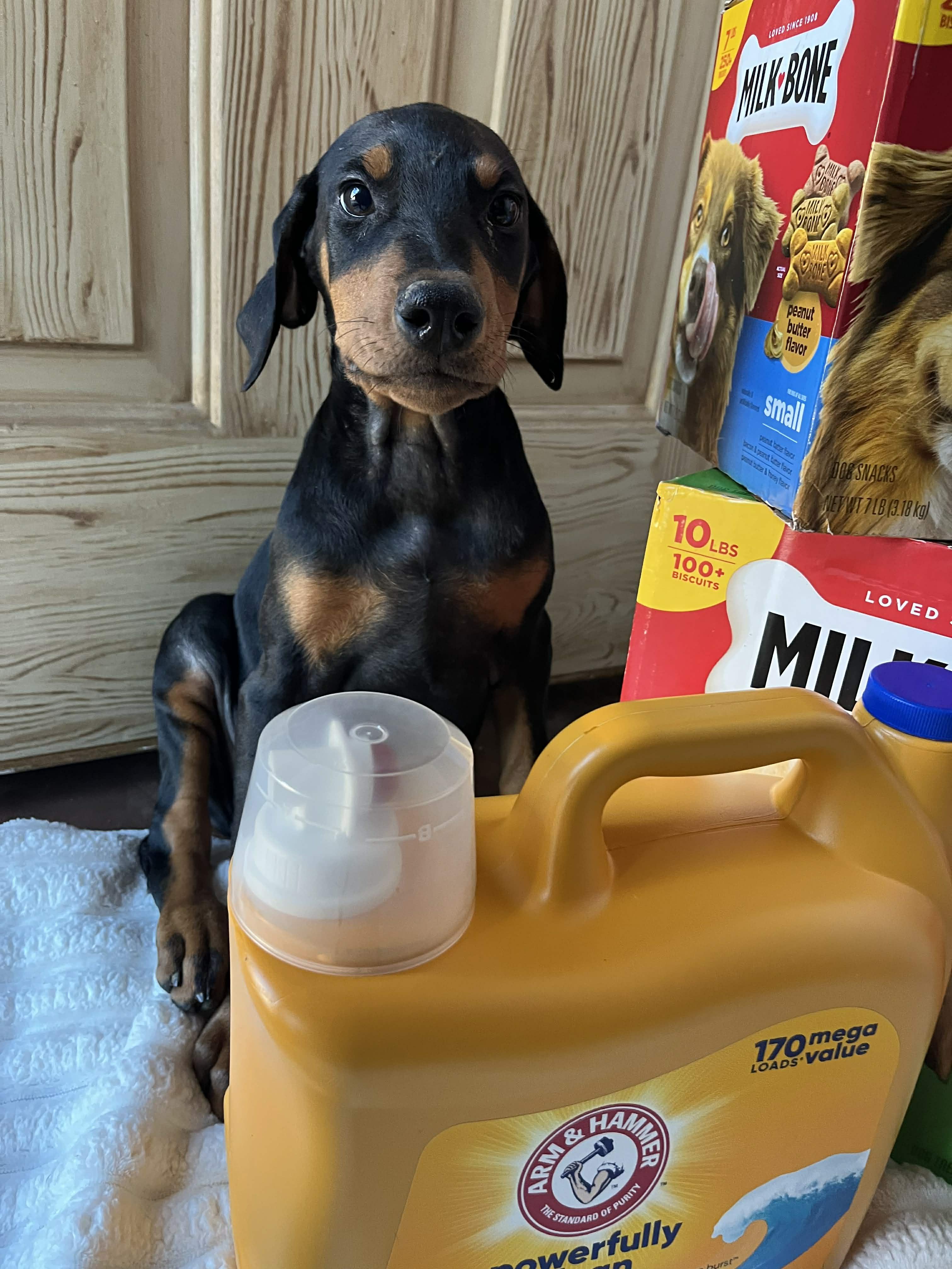 Enlarge Elsa, an adopted Doberman Pinscher in Albany , NY image 4/6