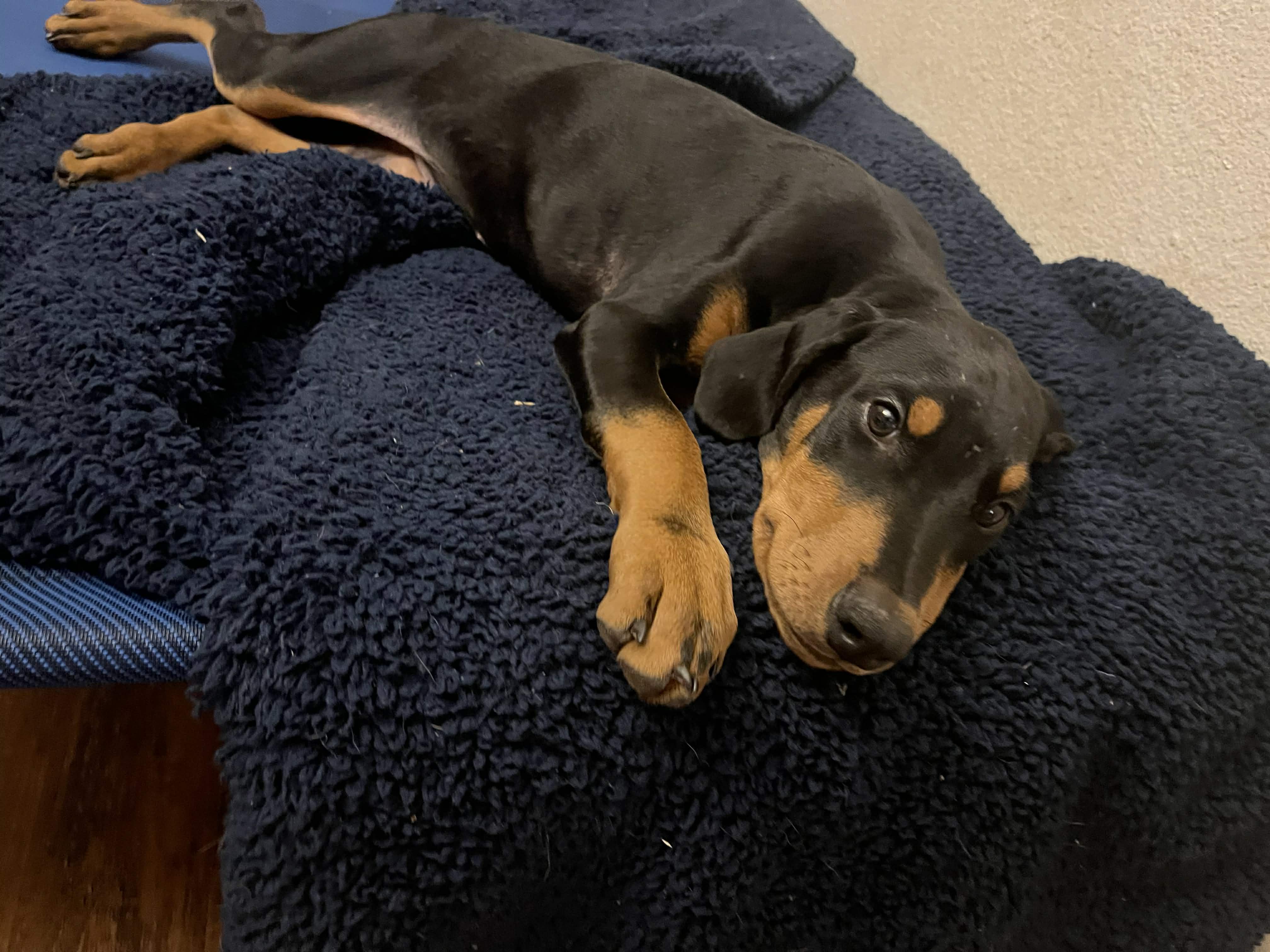 Enlarge Elsa, an adopted Doberman Pinscher in Albany , NY image 5/6