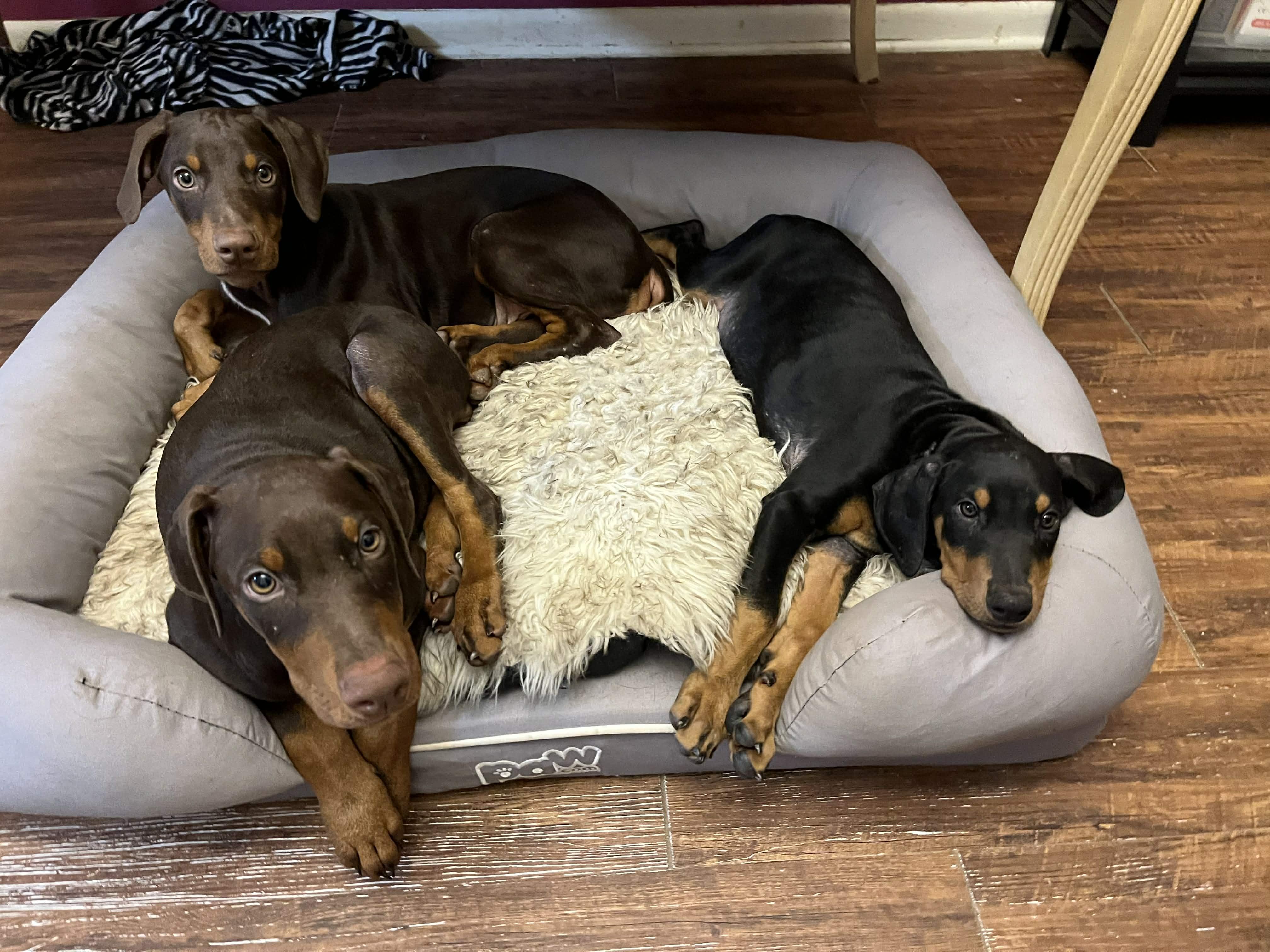 Enlarge Elsa, an adopted Doberman Pinscher in Albany , NY image 3/6