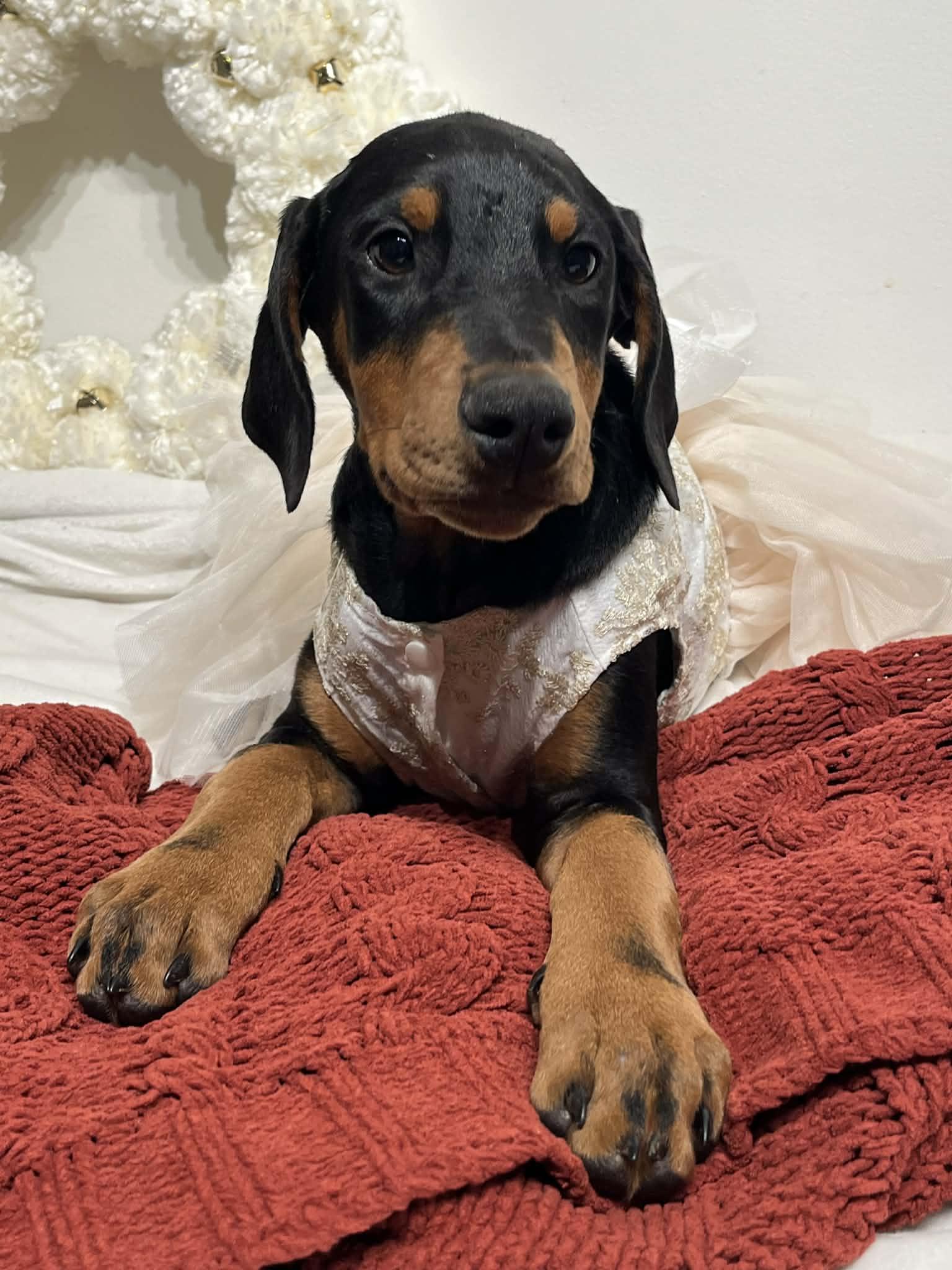 Enlarge Elsa, an adopted Doberman Pinscher in Albany , NY image 2/6