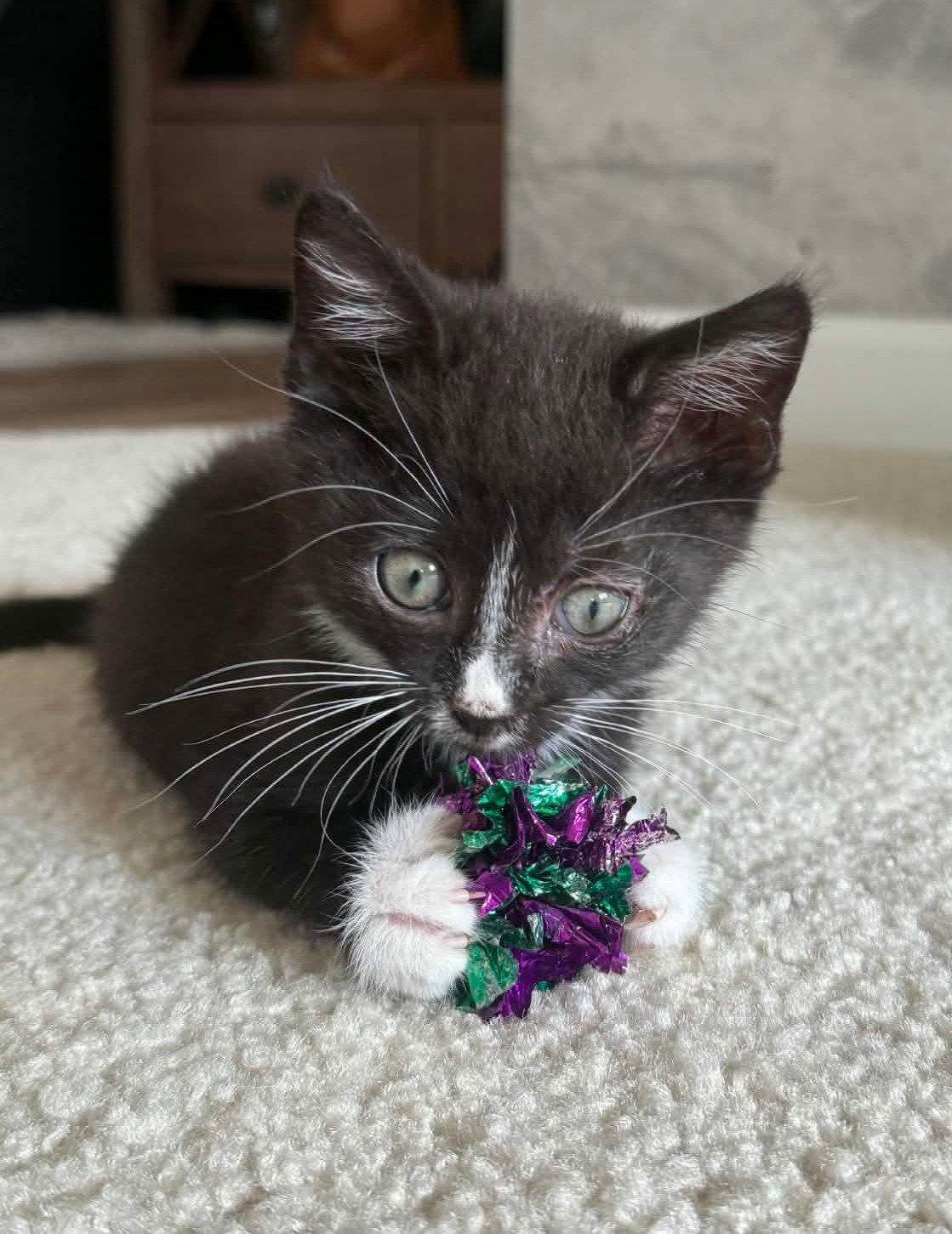 *Hans, Adoptable, Kitten Male Domestic Short Hair.