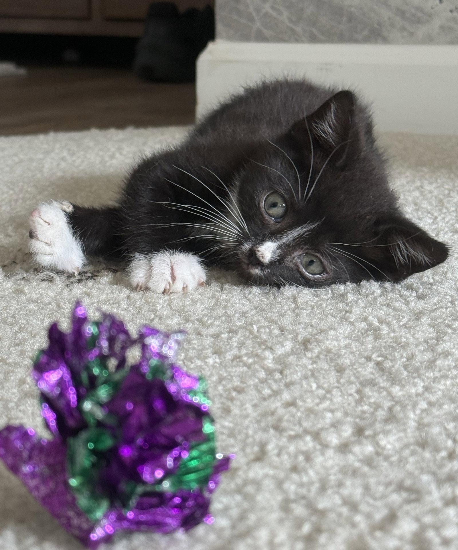 Enlarge *Hans, a Adoptable Domestic Short Hair in Forest, VA image 2/3