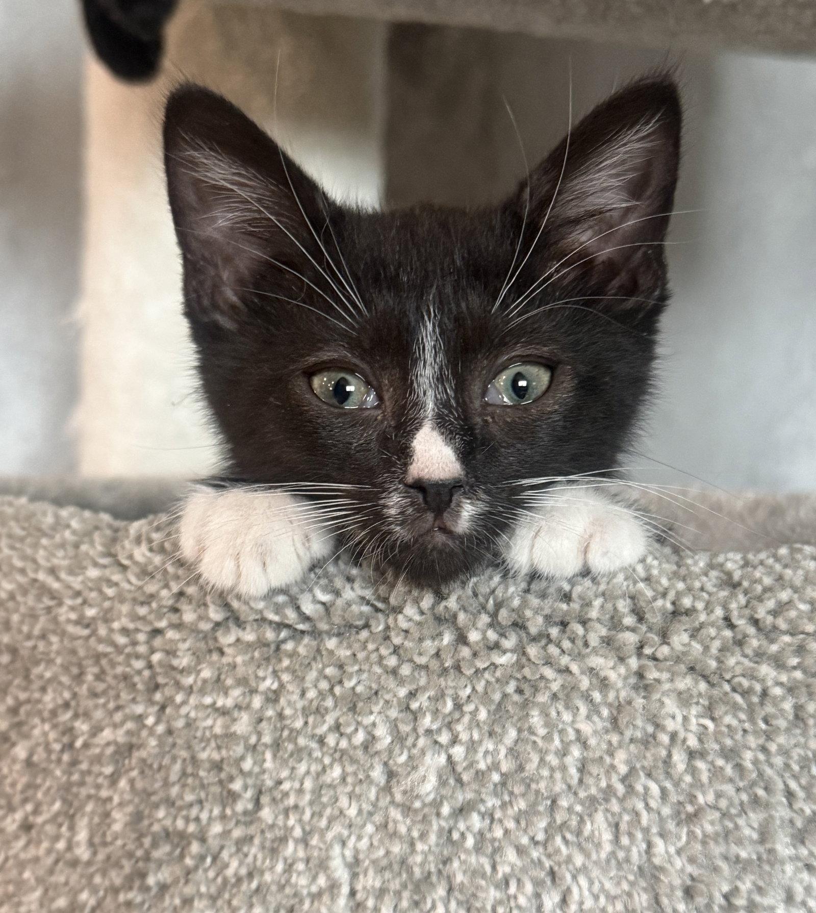 Enlarge *Hans, a Adoptable Domestic Short Hair in Forest, VA image 3/3