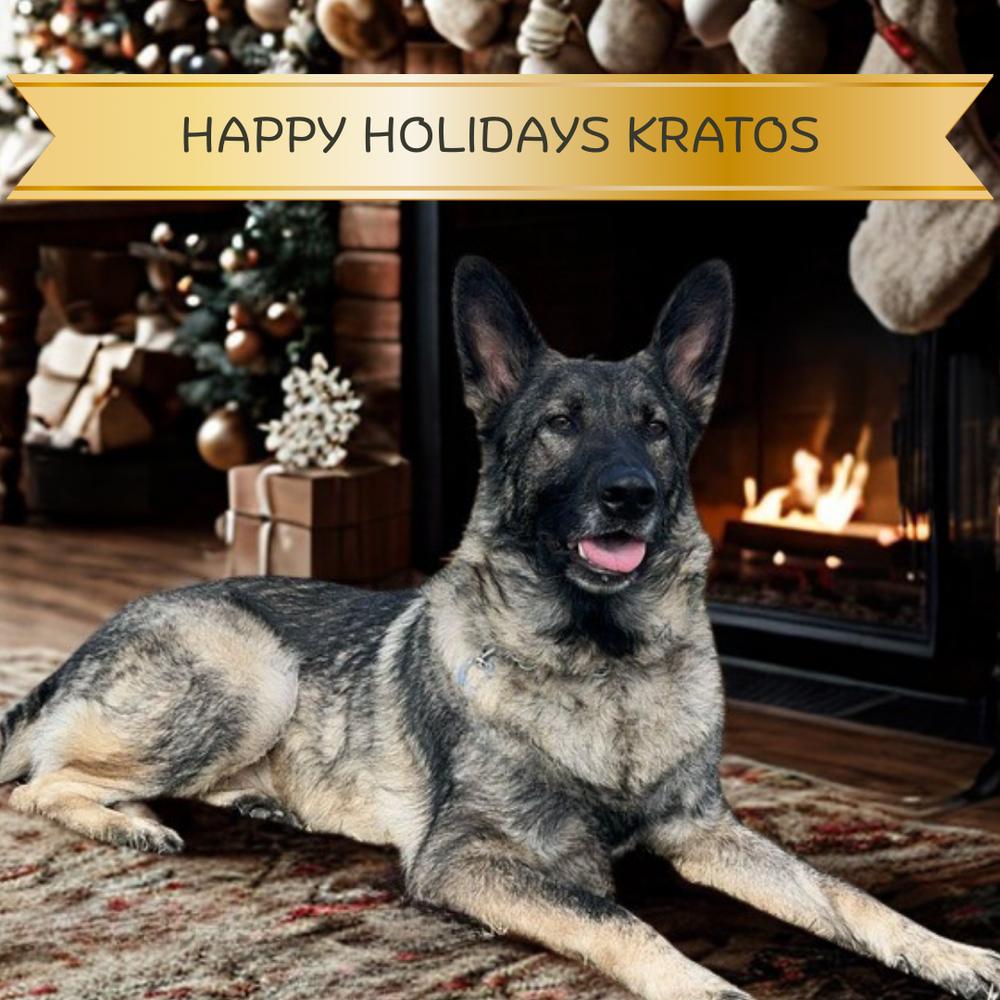 Kratos-NEEDS FOSTER OR ADOPTER, Adoptable, Adult Male German Shepherd Dog.