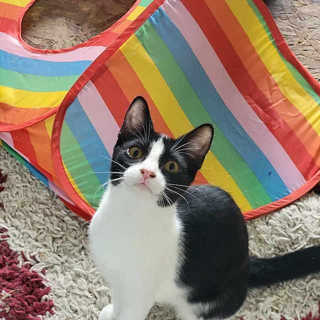 Swiss Miss, Adoptable, Young Female Domestic Short Hair.