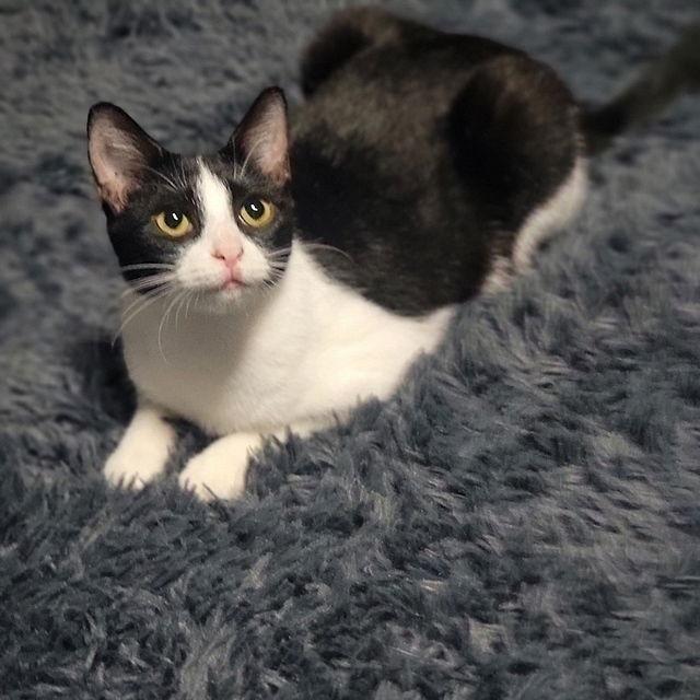 Enlarge Swiss Miss, a Adoptable Domestic Short Hair in Tampa, FL image 2/3