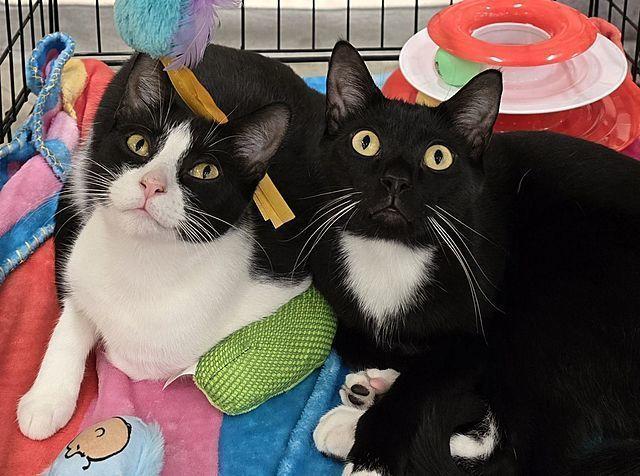 Enlarge Swiss Miss, a Adoptable Domestic Short Hair in Tampa, FL image 3/3