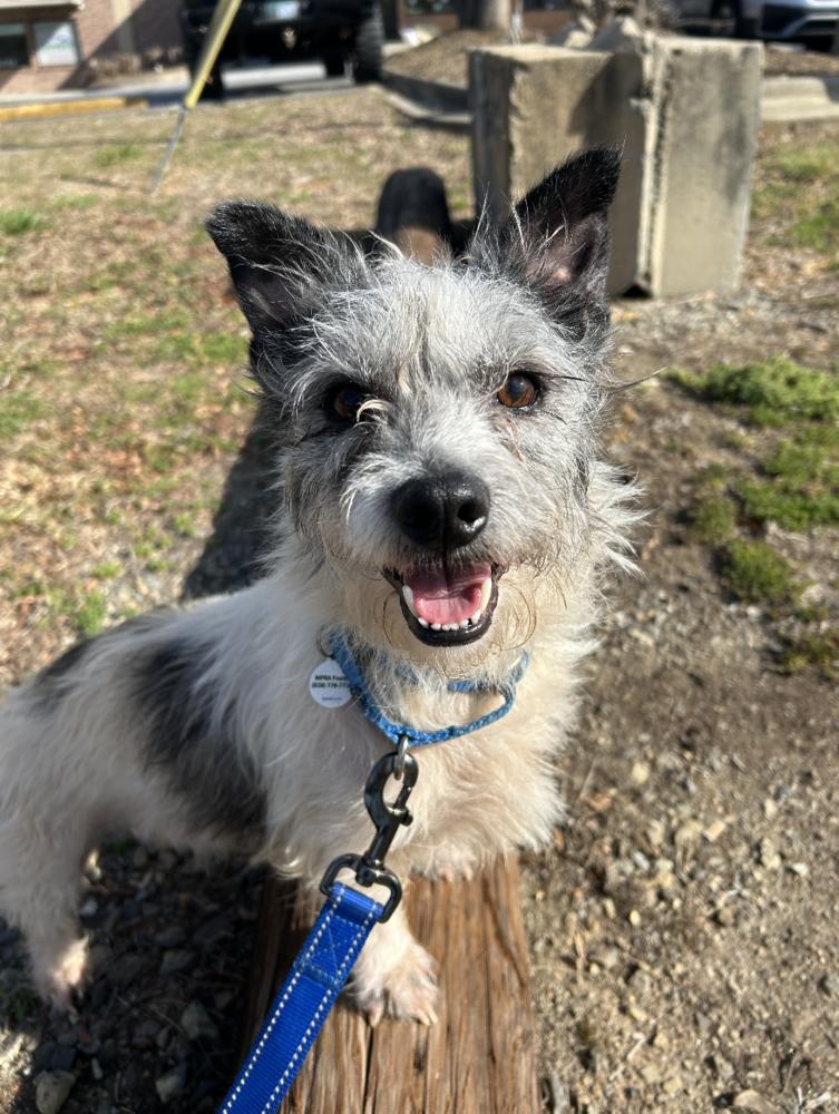 Biscuit, a Adoptable Terrier in Candler, NC image 1/2