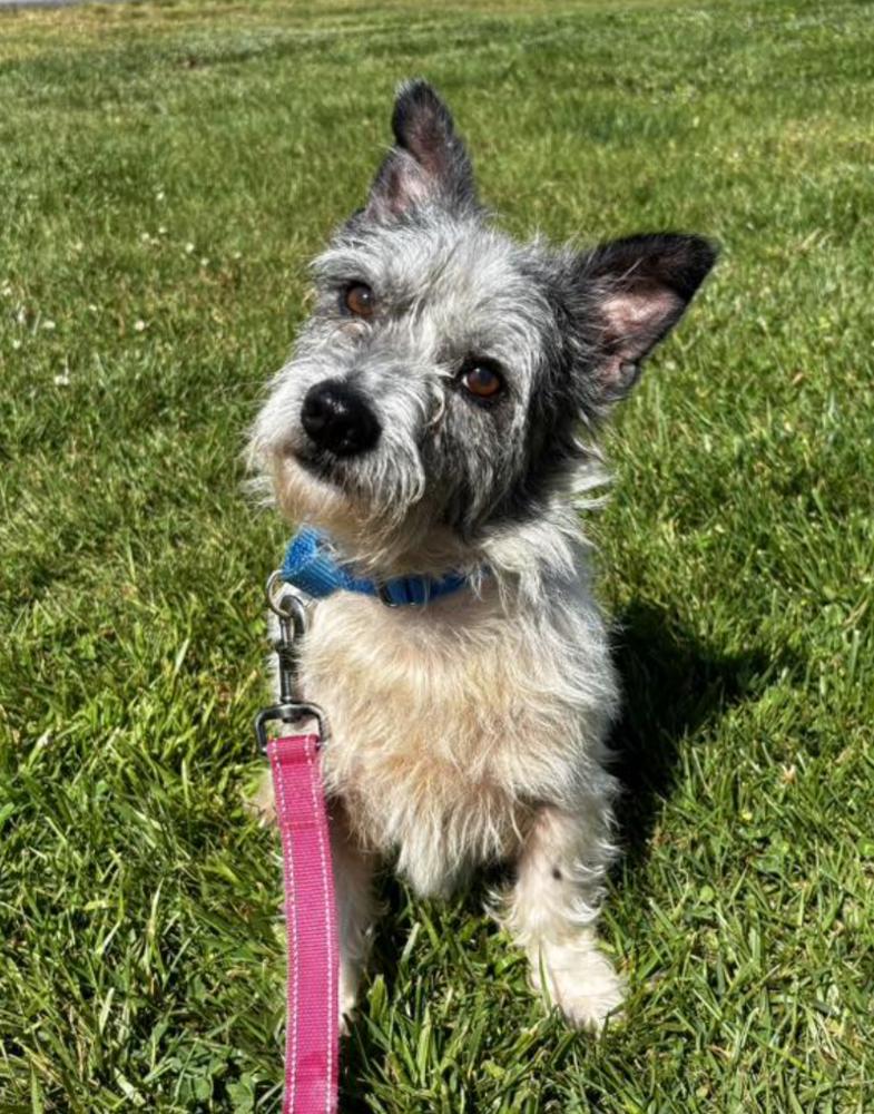 Biscuit, a Adoptable Terrier in Candler, NC image 2/2