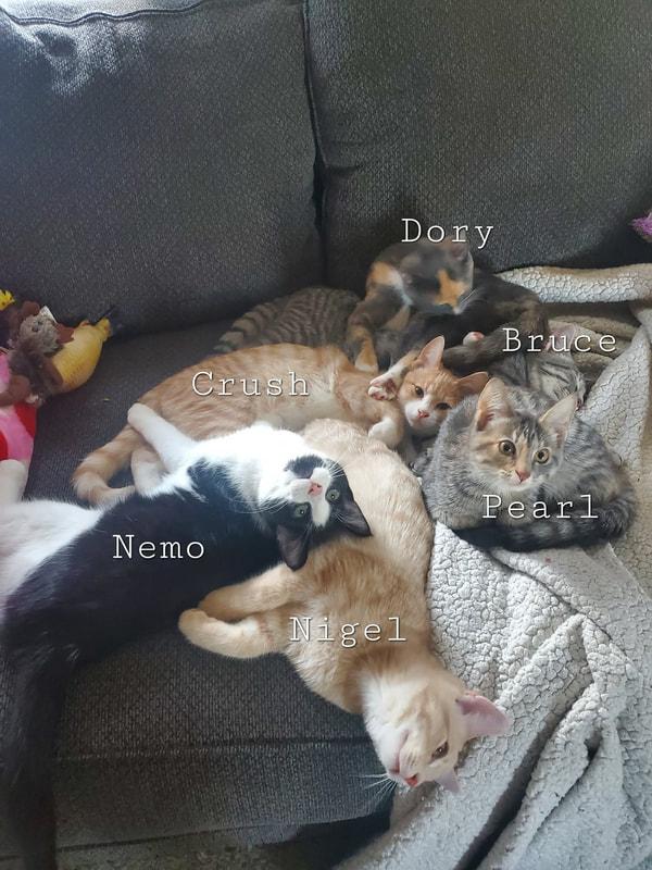 Dory, adopted, Kitten Female Domestic Short Hair.