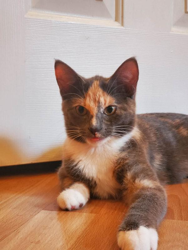 Dory, an adopted Domestic Short Hair in Kalamazoo, MI image 2/3