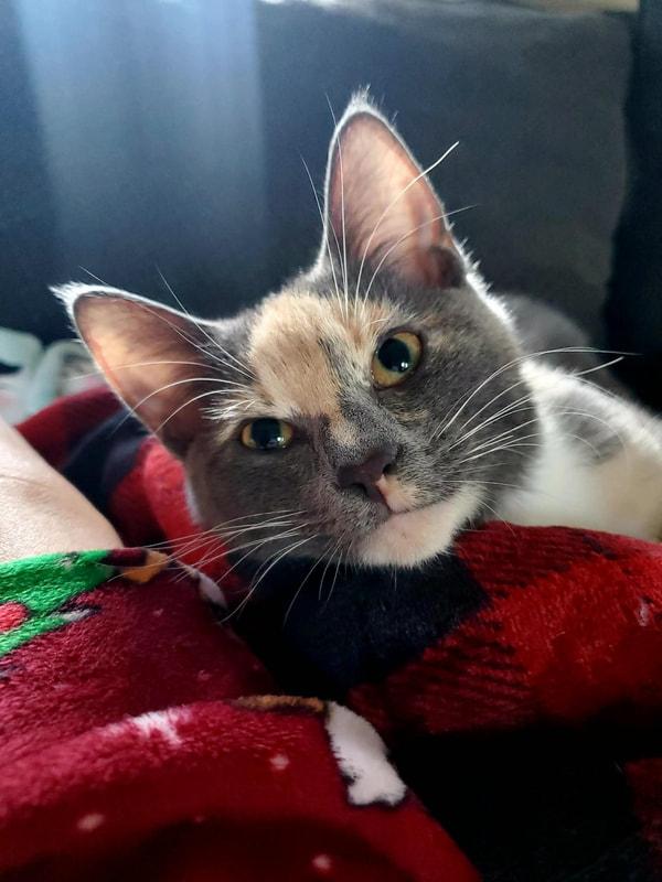 Dory, an adopted Domestic Short Hair in Kalamazoo, MI image 3/3