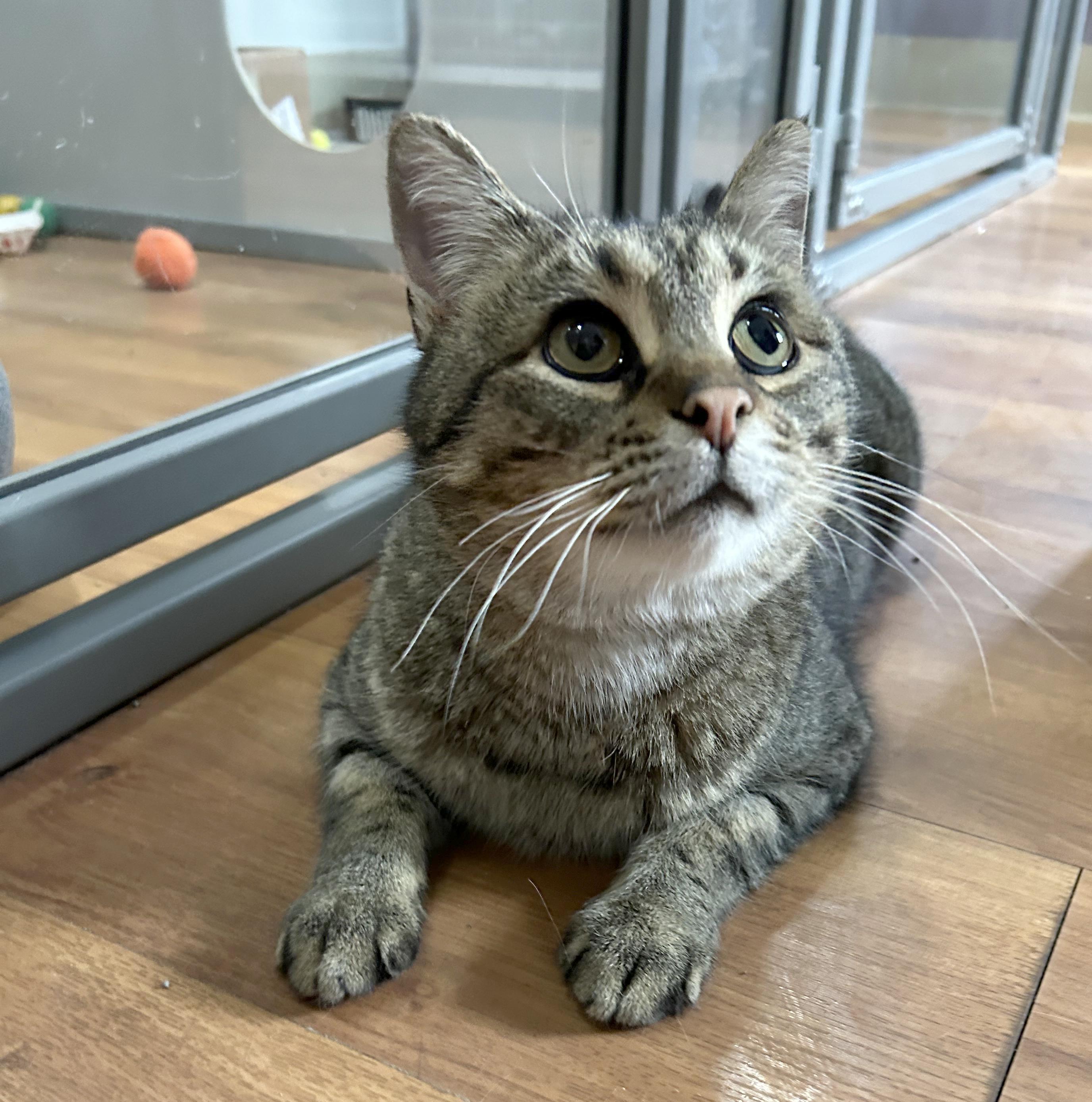 Enlarge Titan, a Adoptable Tabby in Parkville, MO image 5/6