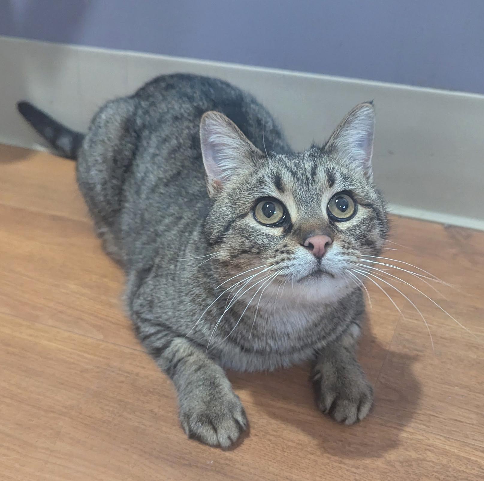 Enlarge Titan, a Adoptable Tabby in Parkville, MO image 3/6