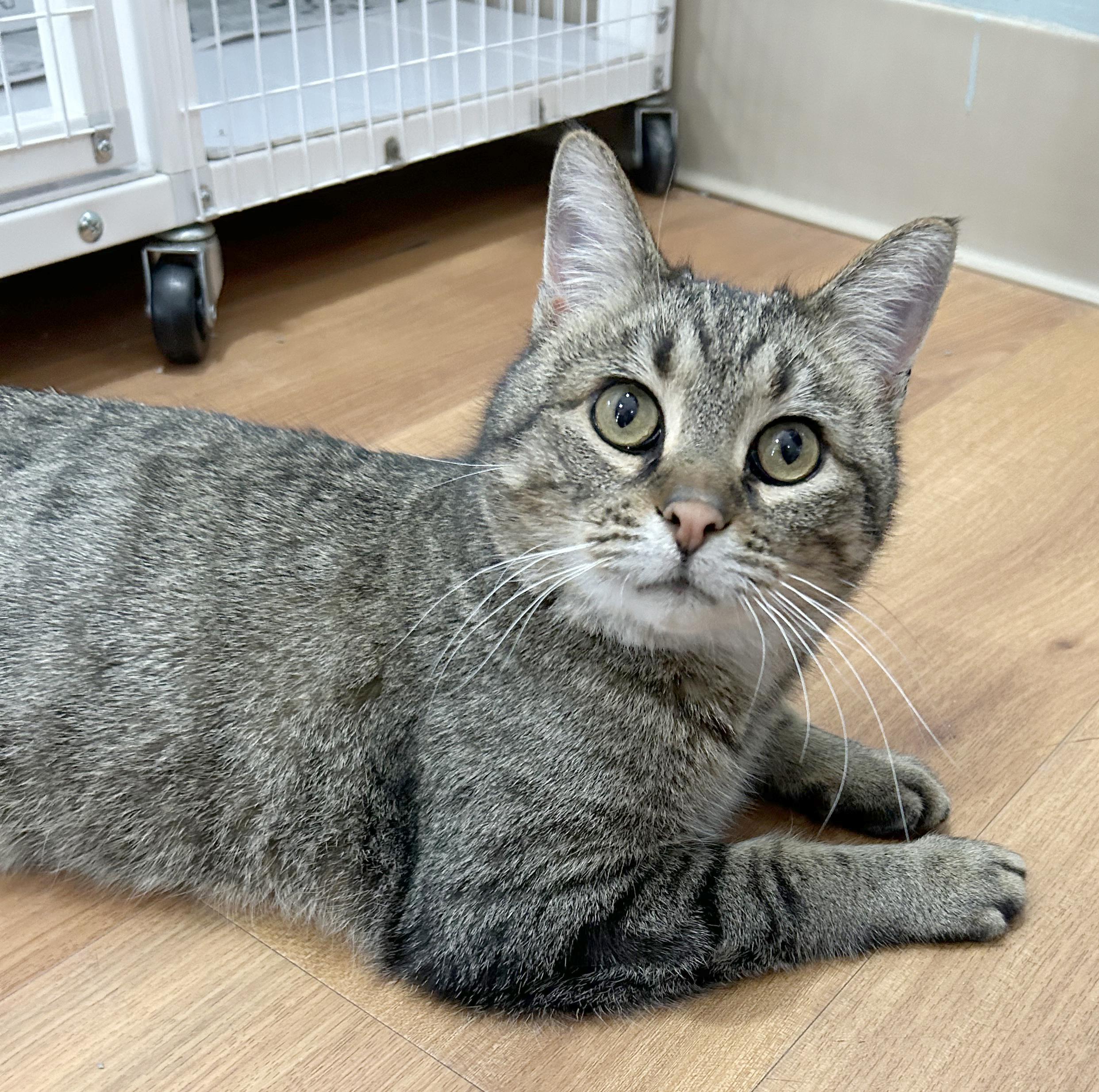 Enlarge Titan, a Adoptable Tabby in Parkville, MO image 1/6