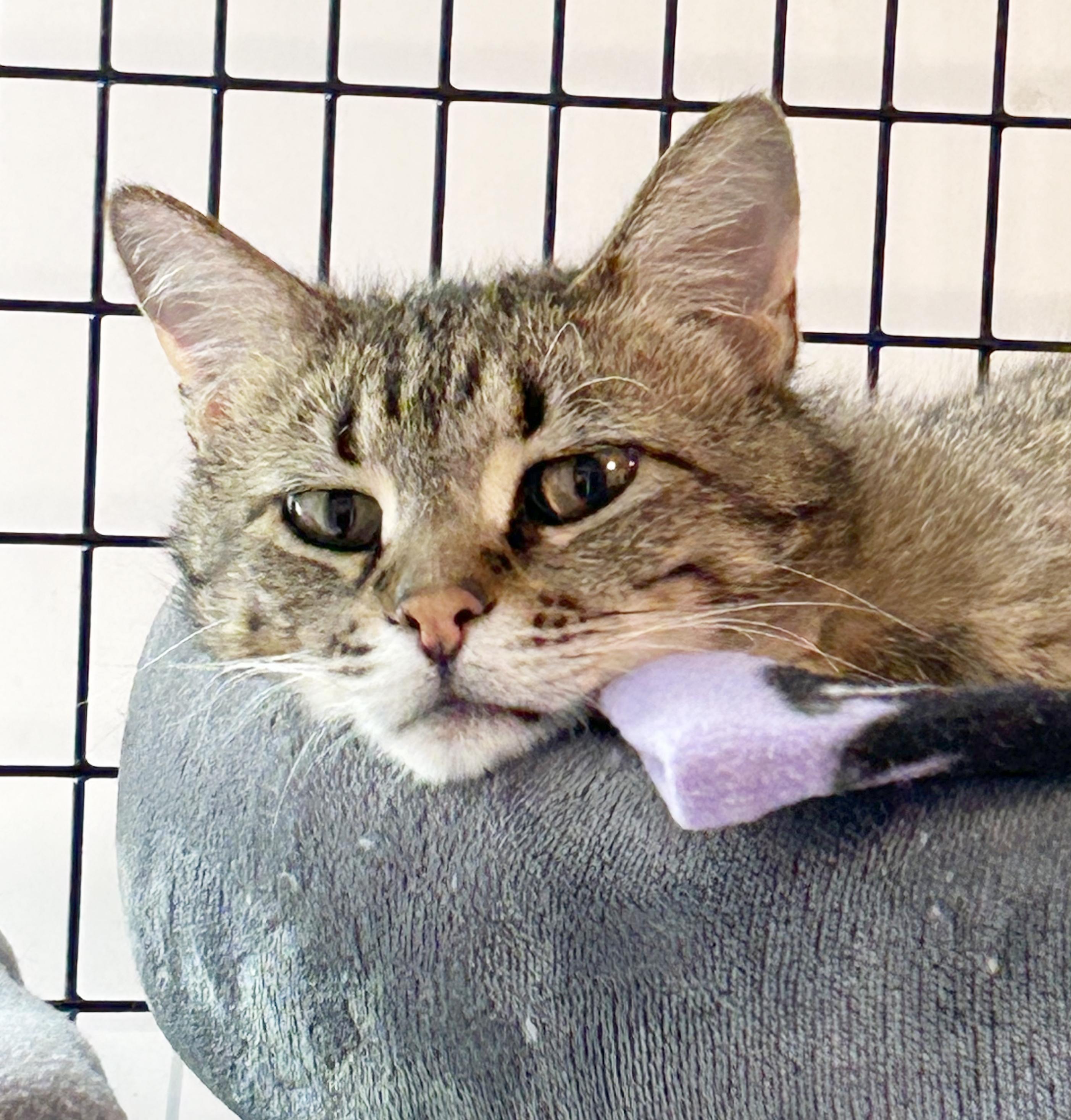 Enlarge Titan, an adoptable Tabby in Parkville, MO image 2/6