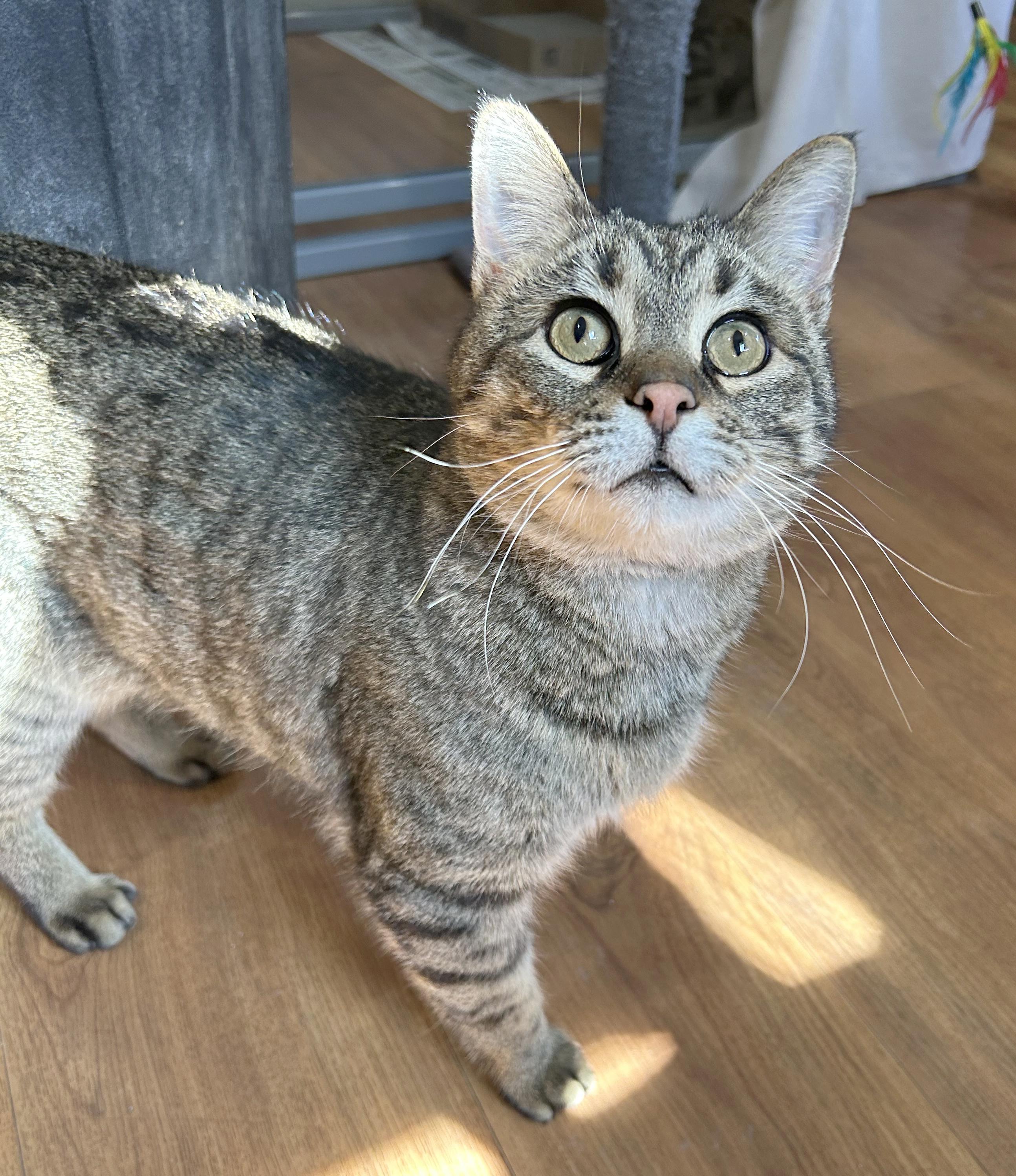 Enlarge Titan, a Adoptable Tabby in Parkville, MO image 2/6