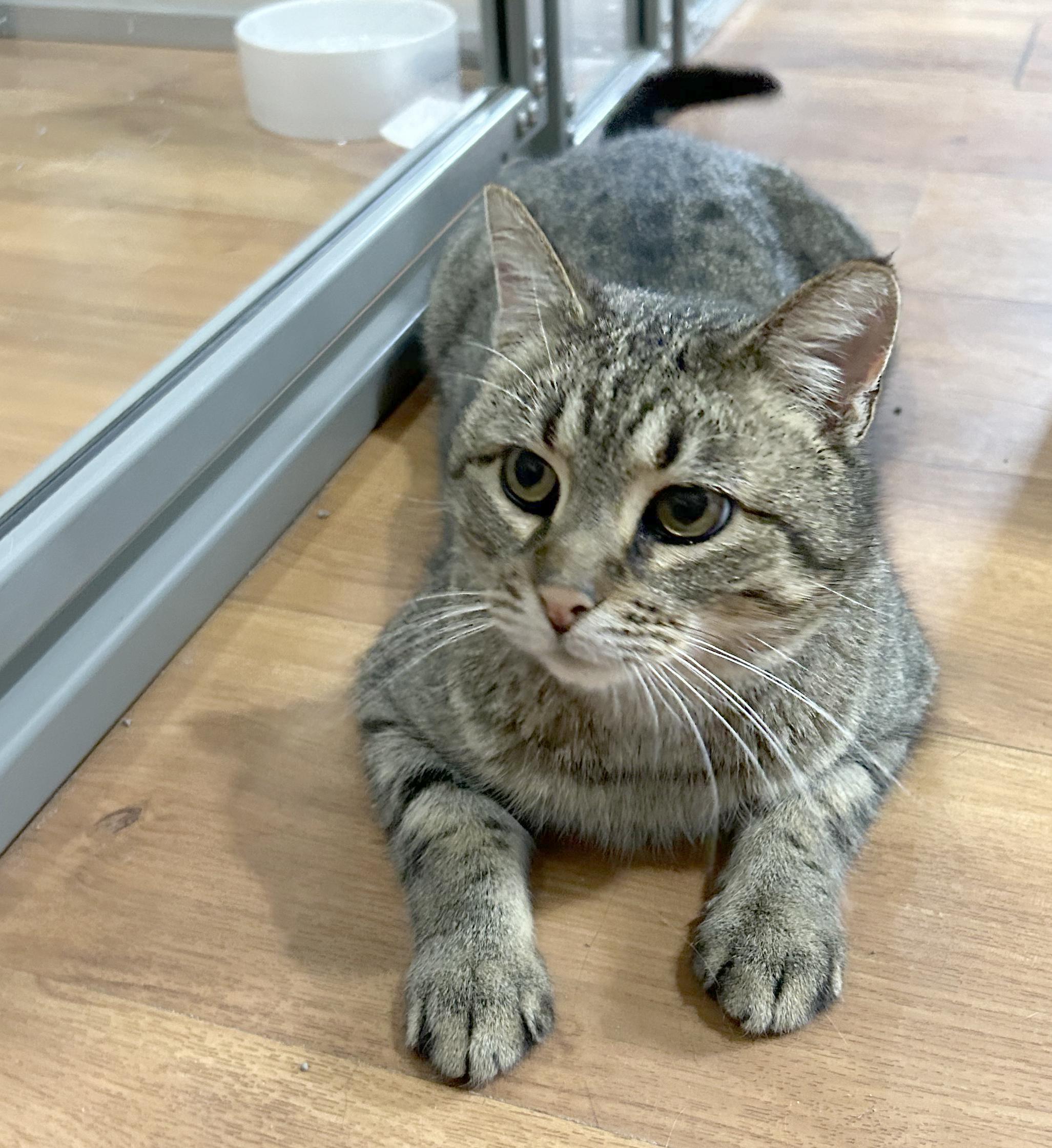 Enlarge Titan, a Adoptable Tabby in Parkville, MO image 4/6