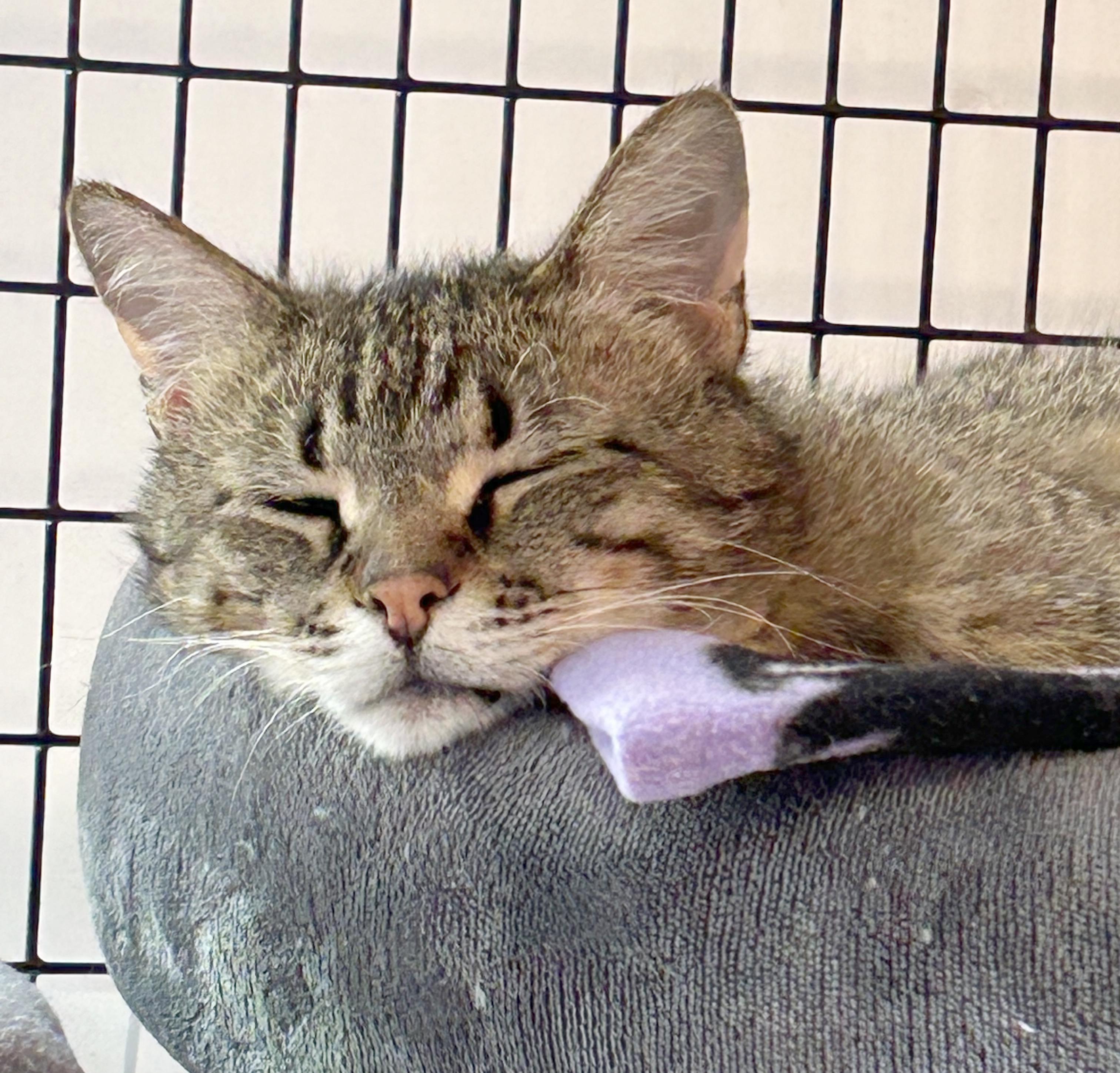 Enlarge Titan, an adoptable Tabby in Parkville, MO image 1/6