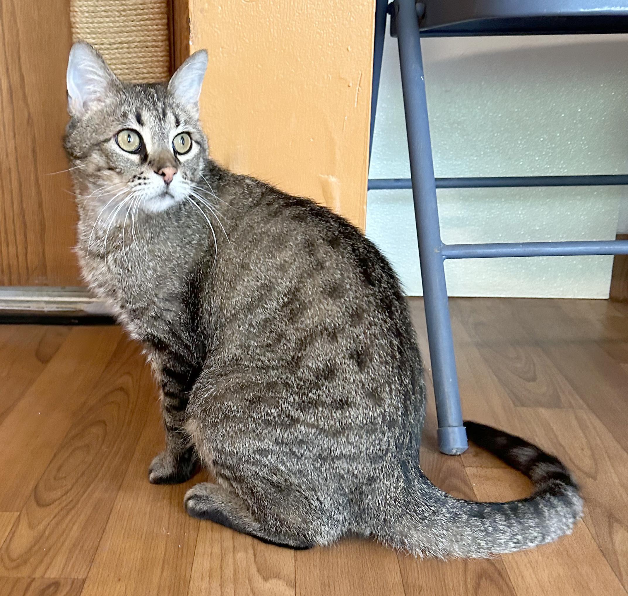 Enlarge Titan, an adoptable Tabby in Parkville, MO image 3/6
