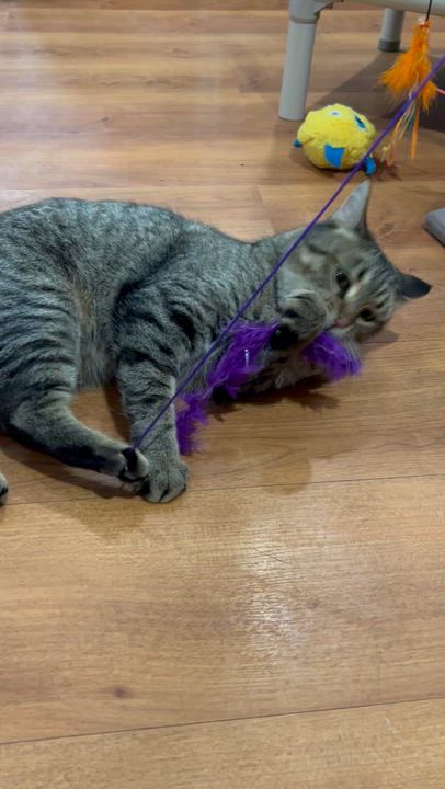 Enlarge Titan, a Adoptable Tabby in Parkville, MO video 6/6