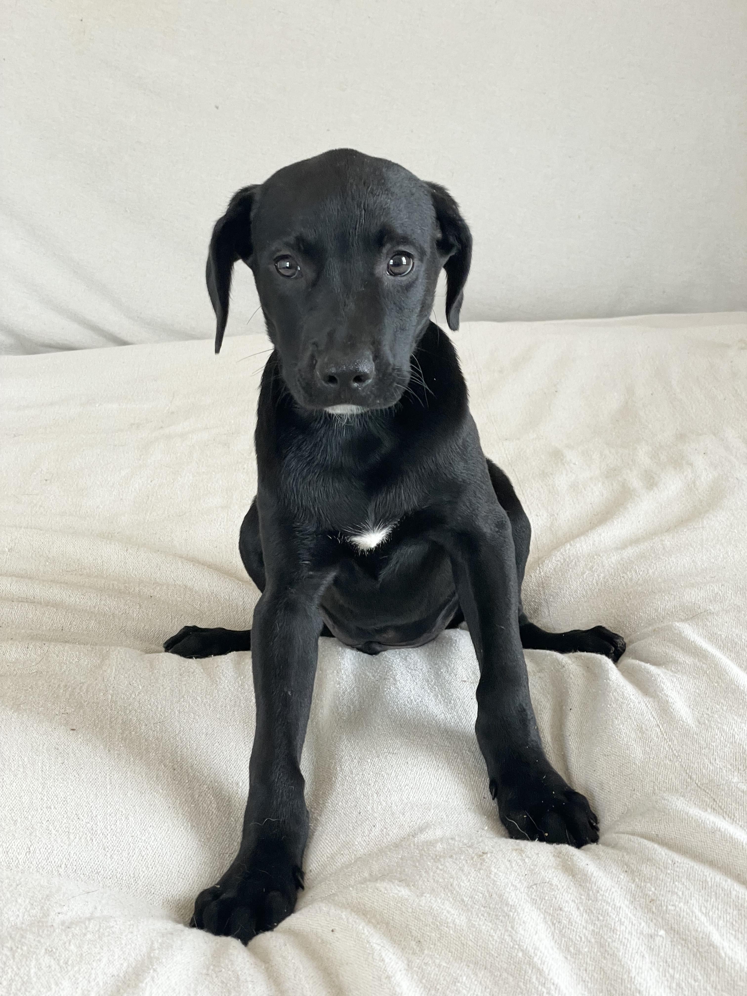 Enlarge Snuggly Bear, a ADOPTABLE mixed breed in West Hartford , CT image 3/4