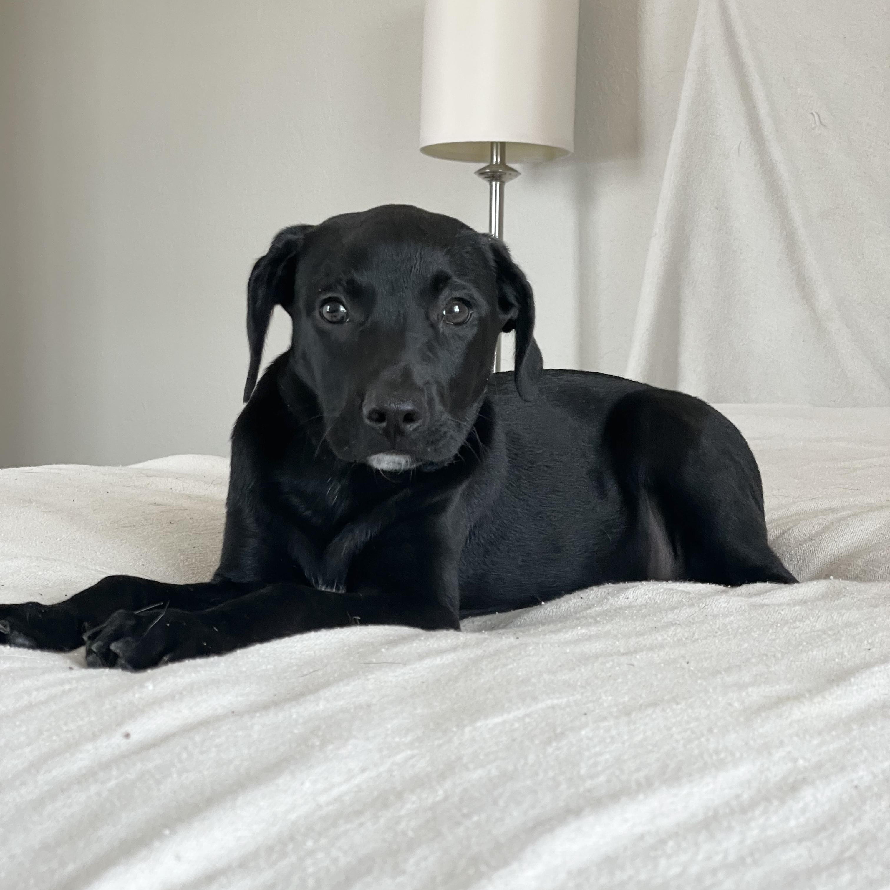 Enlarge Snuggly Bear, a ADOPTABLE mixed breed in West Hartford , CT image 4/4