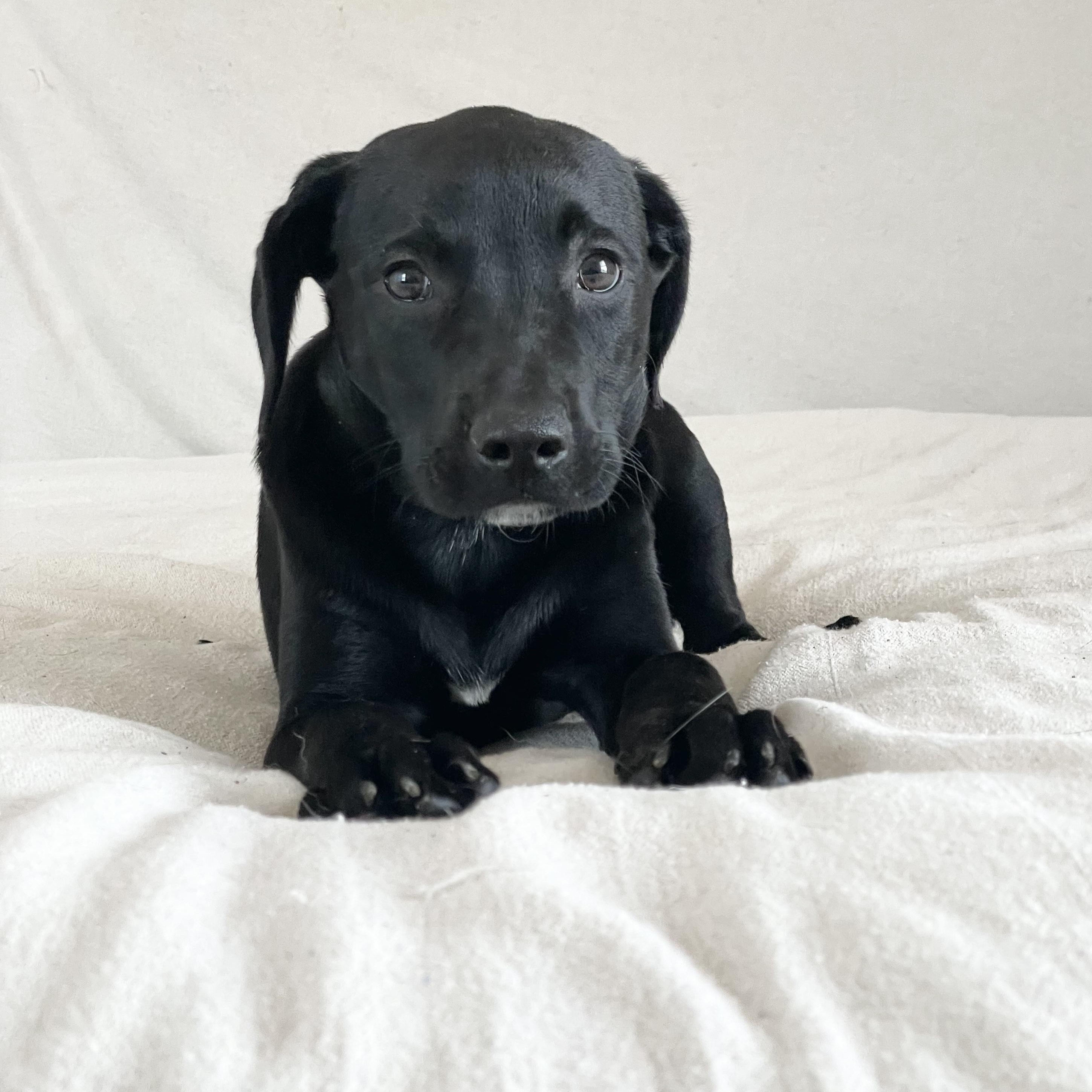Snuggly Bear, ADOPTABLE, Puppy Male Black Labrador Retriever & Labrador Retriever.