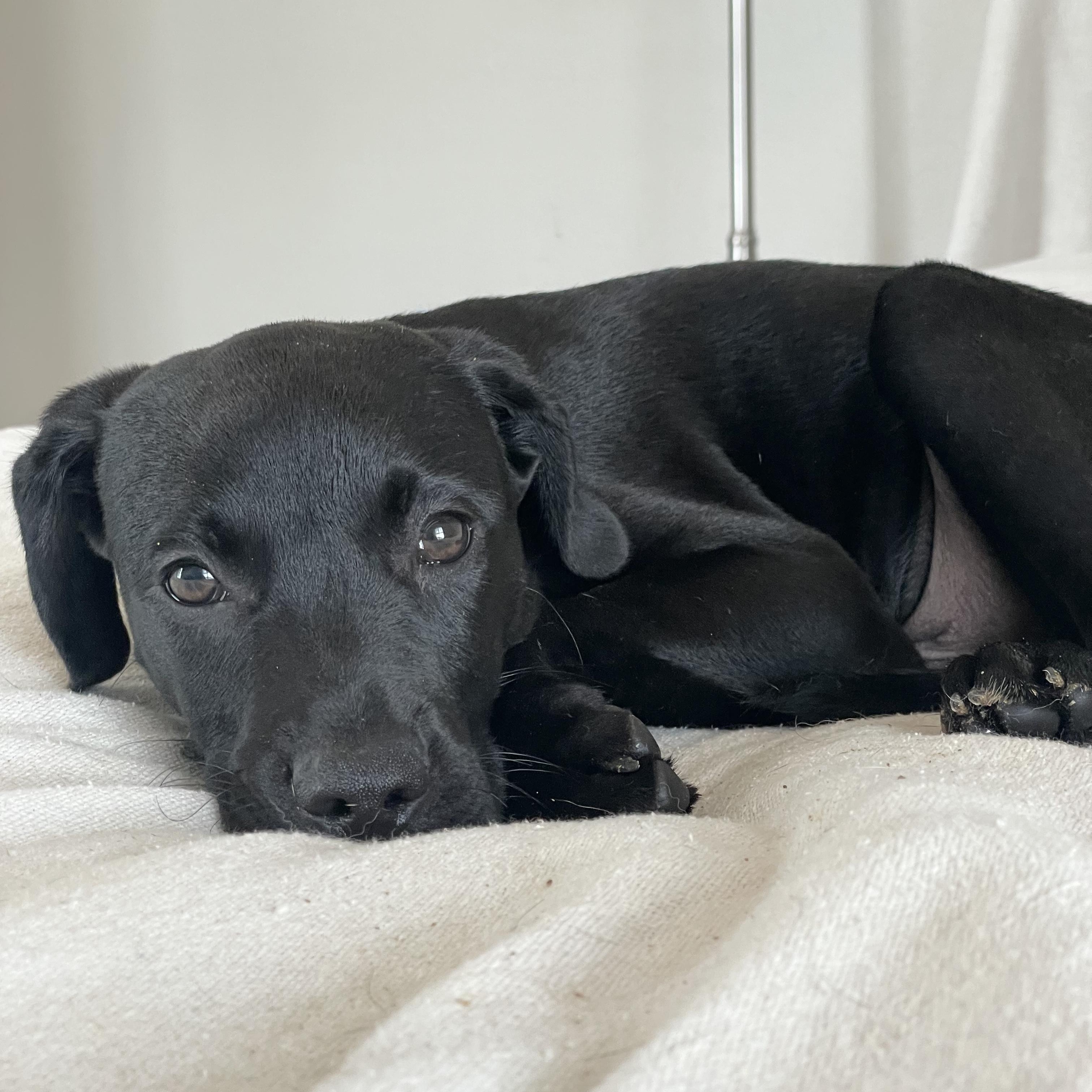 Enlarge Snuggly Bear, a ADOPTABLE mixed breed in West Hartford , CT image 2/4