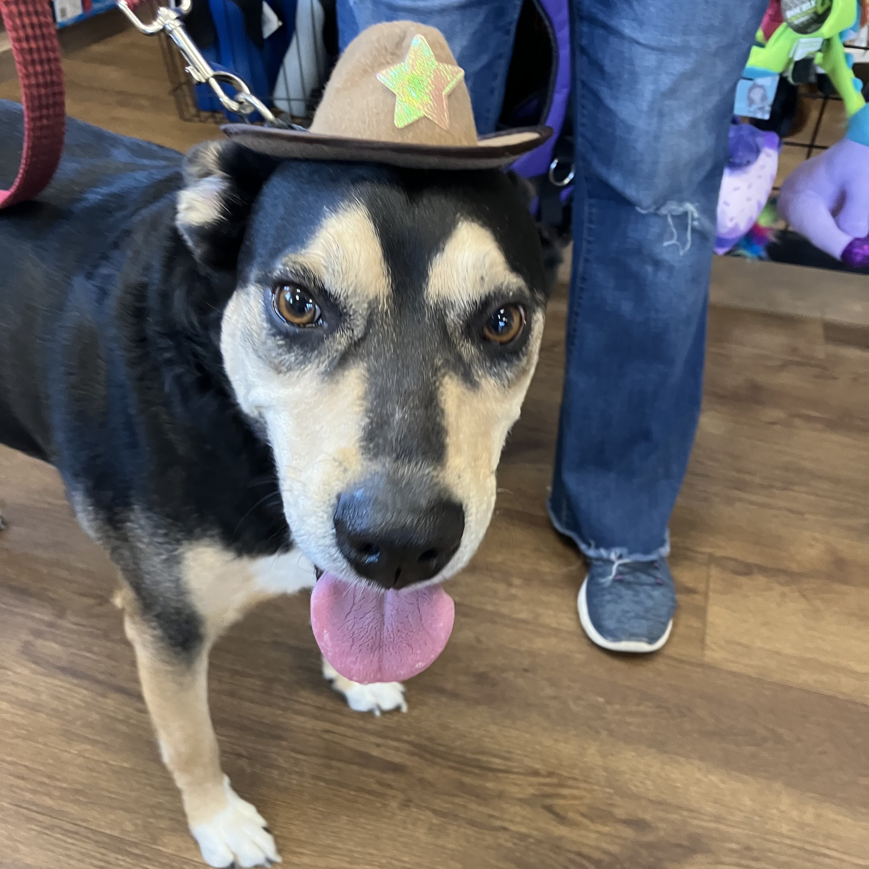 Dog for adoption Buster, a Shepherd Mix in Fort Lupton, CO Petfinder