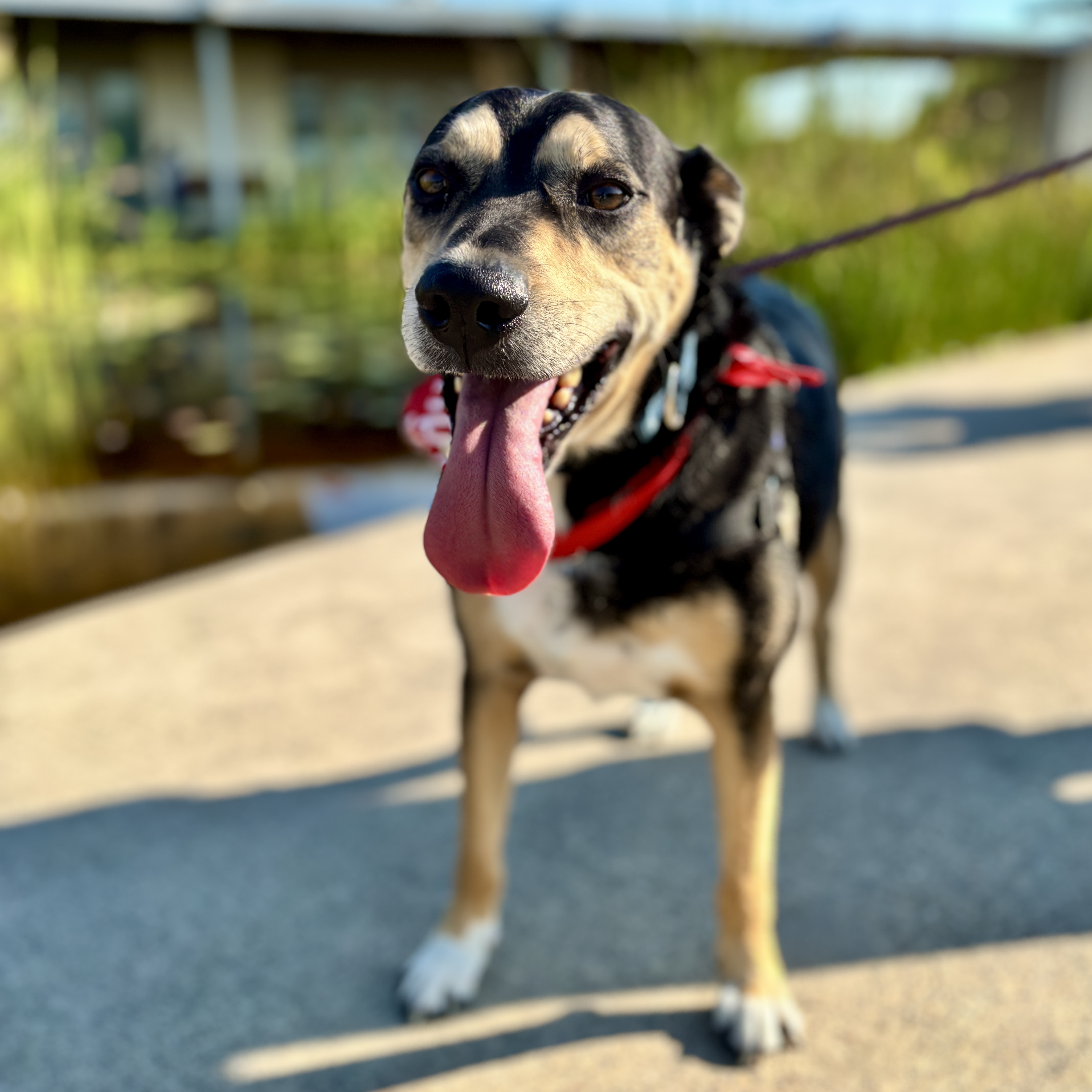 Dog for adoption Buster, a Shepherd Mix in Fort Lupton, CO Petfinder