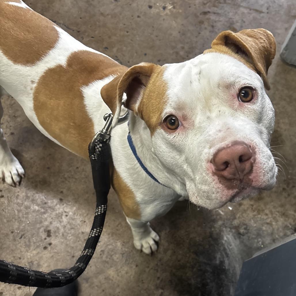 Avocado, Adoptable, Young Male Pit Bull Terrier.