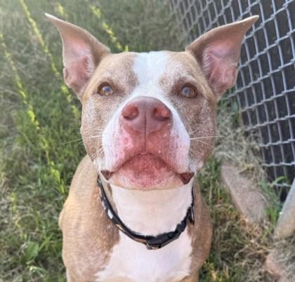 Cara, Adoptable, Senior Female Pit Bull Terrier.