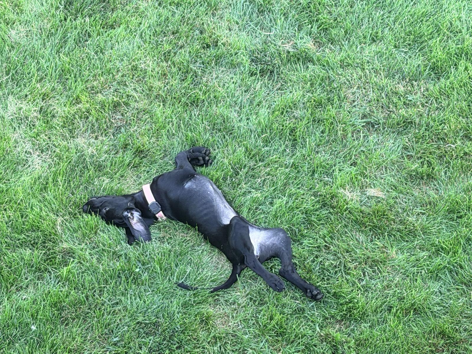 Elsie, Adopted, Puppy Female German Shorthaired Pointer.