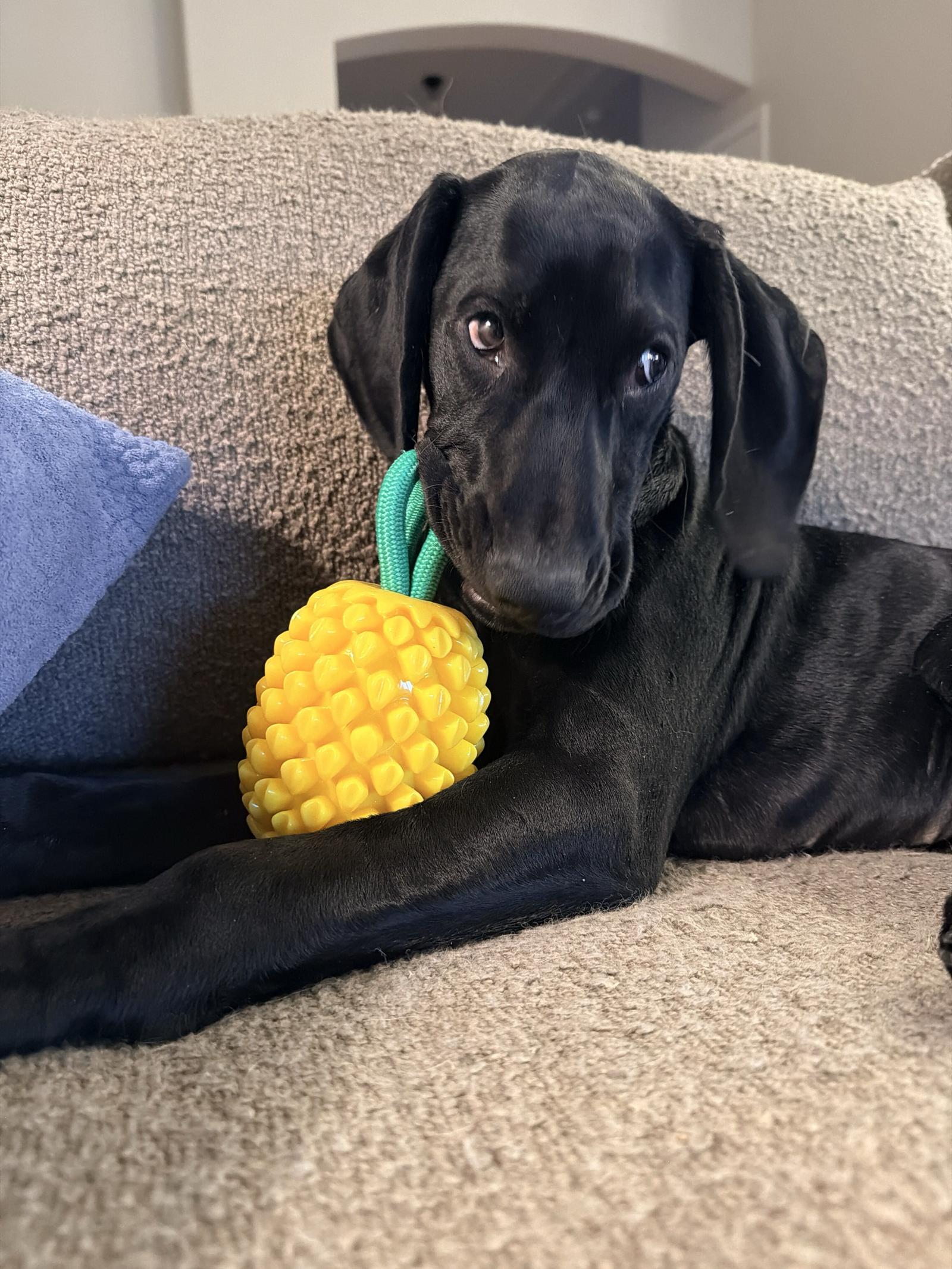 Enlarge Elsie, a Adopted German Shorthaired Pointer in Omaha, NE image 2/3
