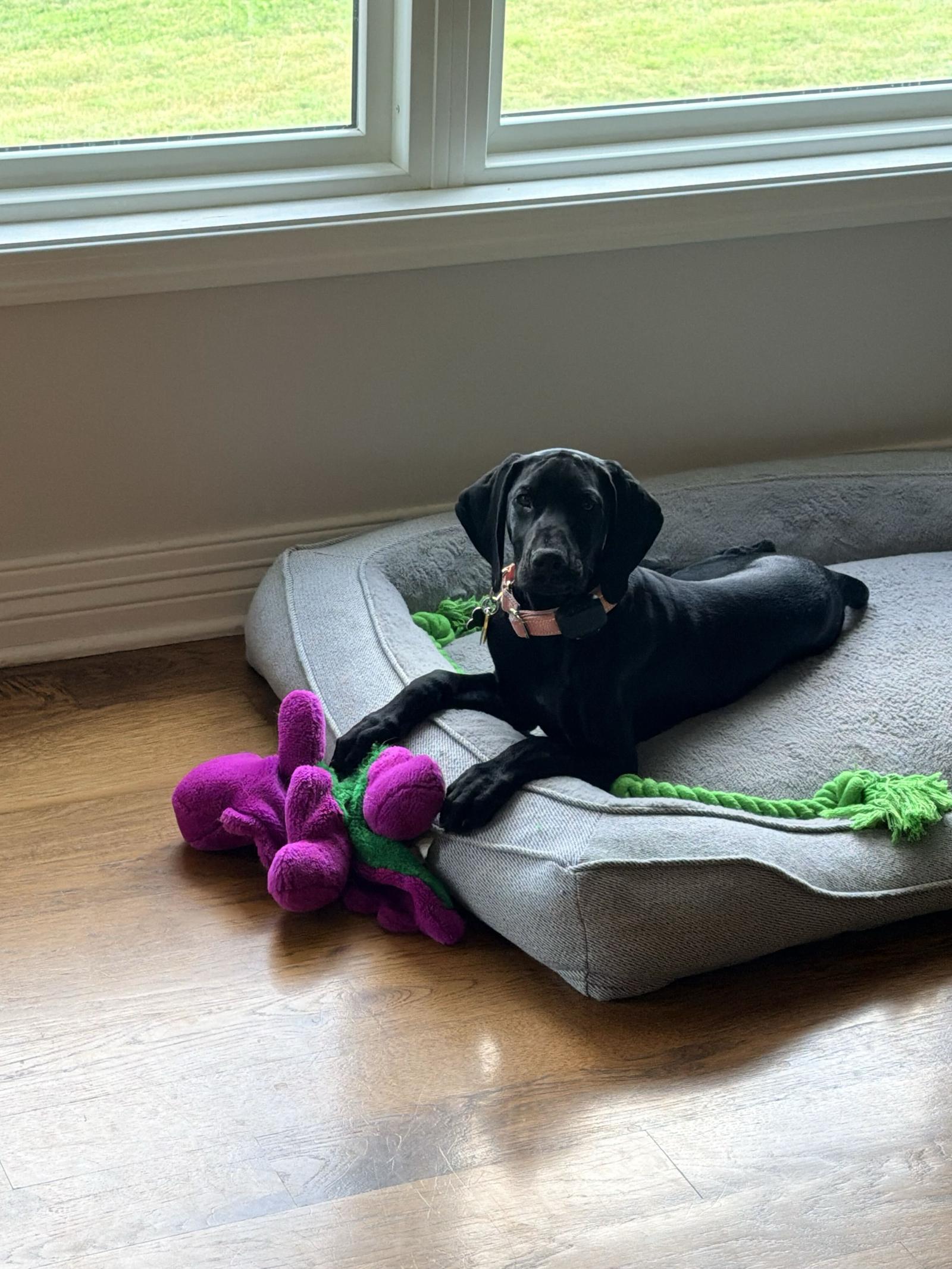 Enlarge Elsie, a Adopted German Shorthaired Pointer in Omaha, NE image 3/3