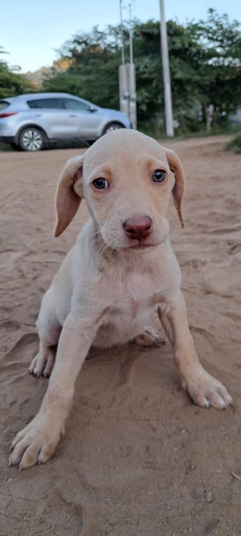 Angelique, Adopted, Puppy Female Yellow Labrador Retriever & Hound.