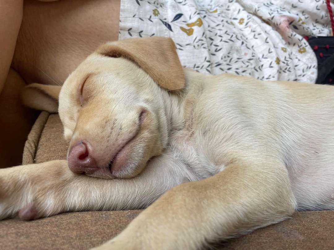 Angelique, a Adopted mixed breed in Nanaimo, BC image 2/4