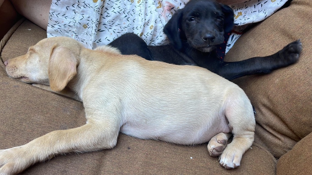 Angelique, a Adopted mixed breed in Nanaimo, BC image 3/4