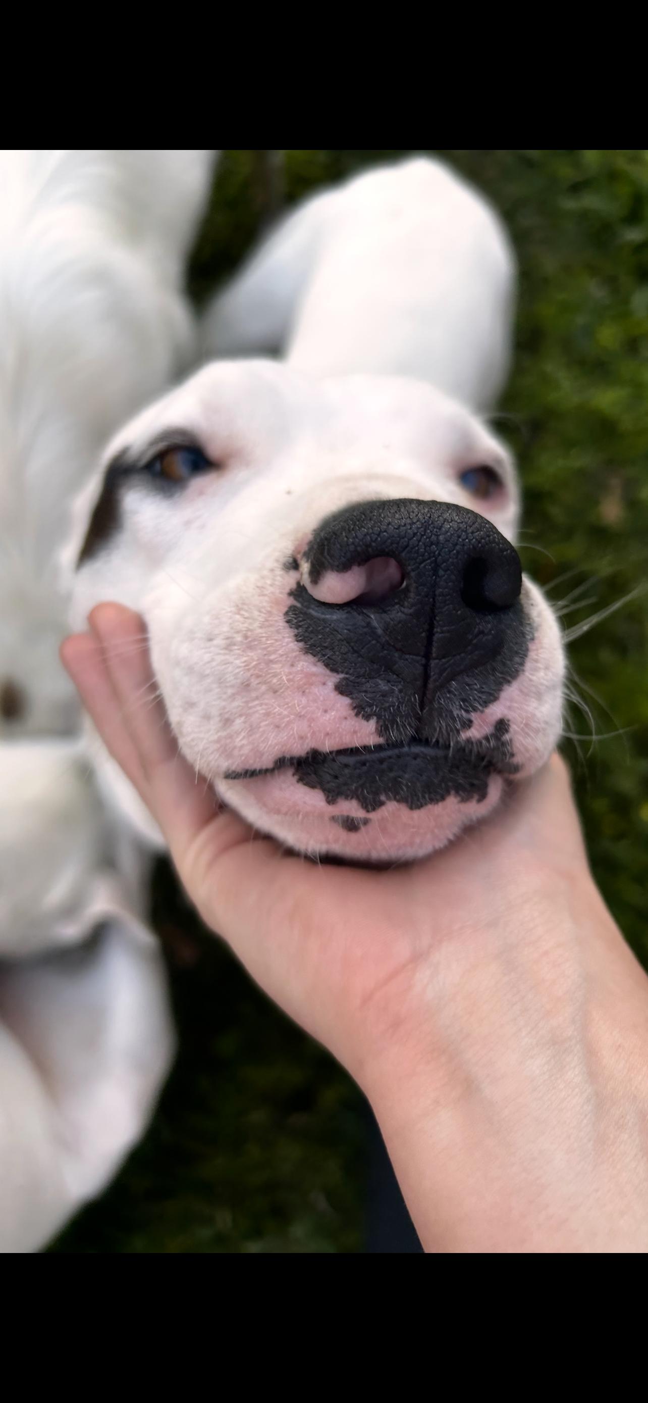 Ahave, Adoptable, Young Male Pit Bull Terrier.