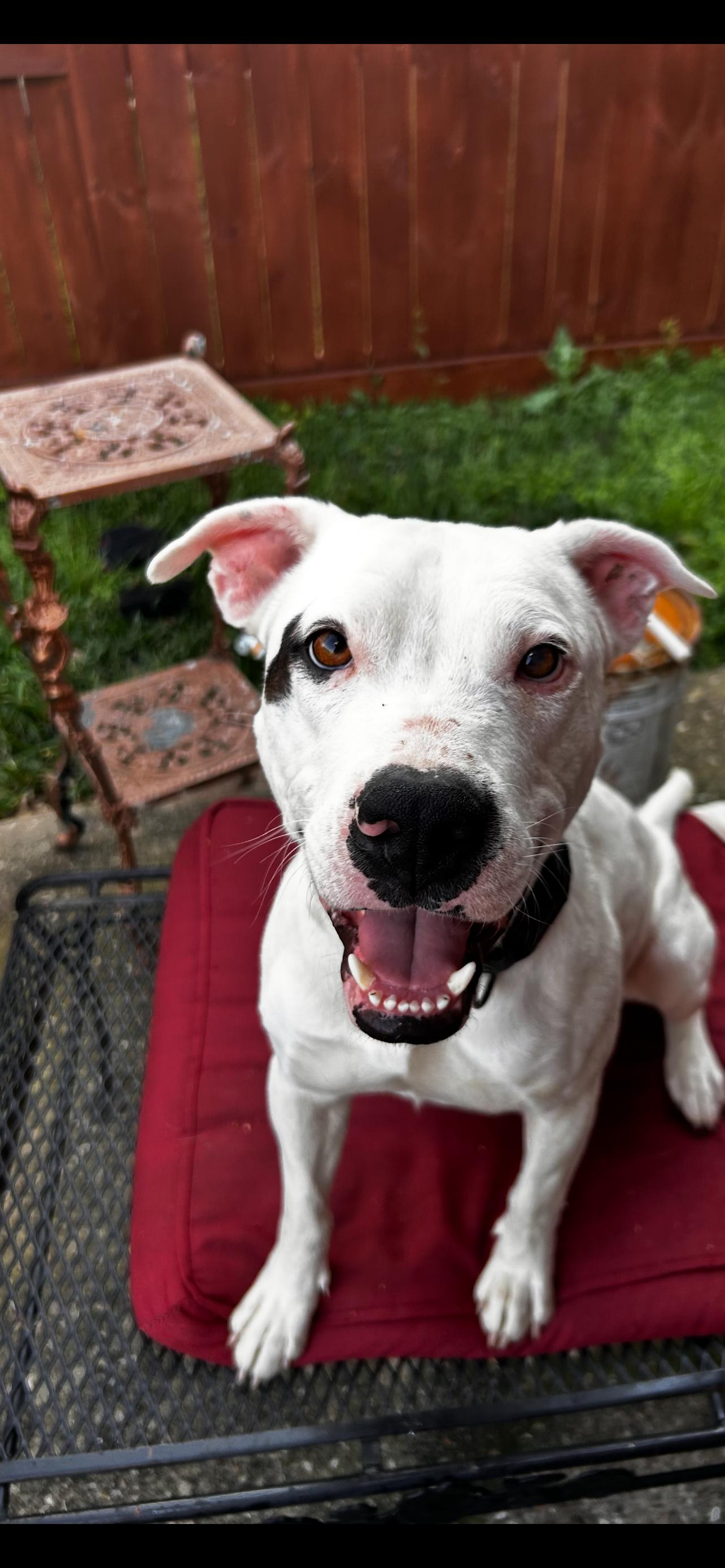 Ahave, Adoptable, Young Male Pit Bull Terrier.