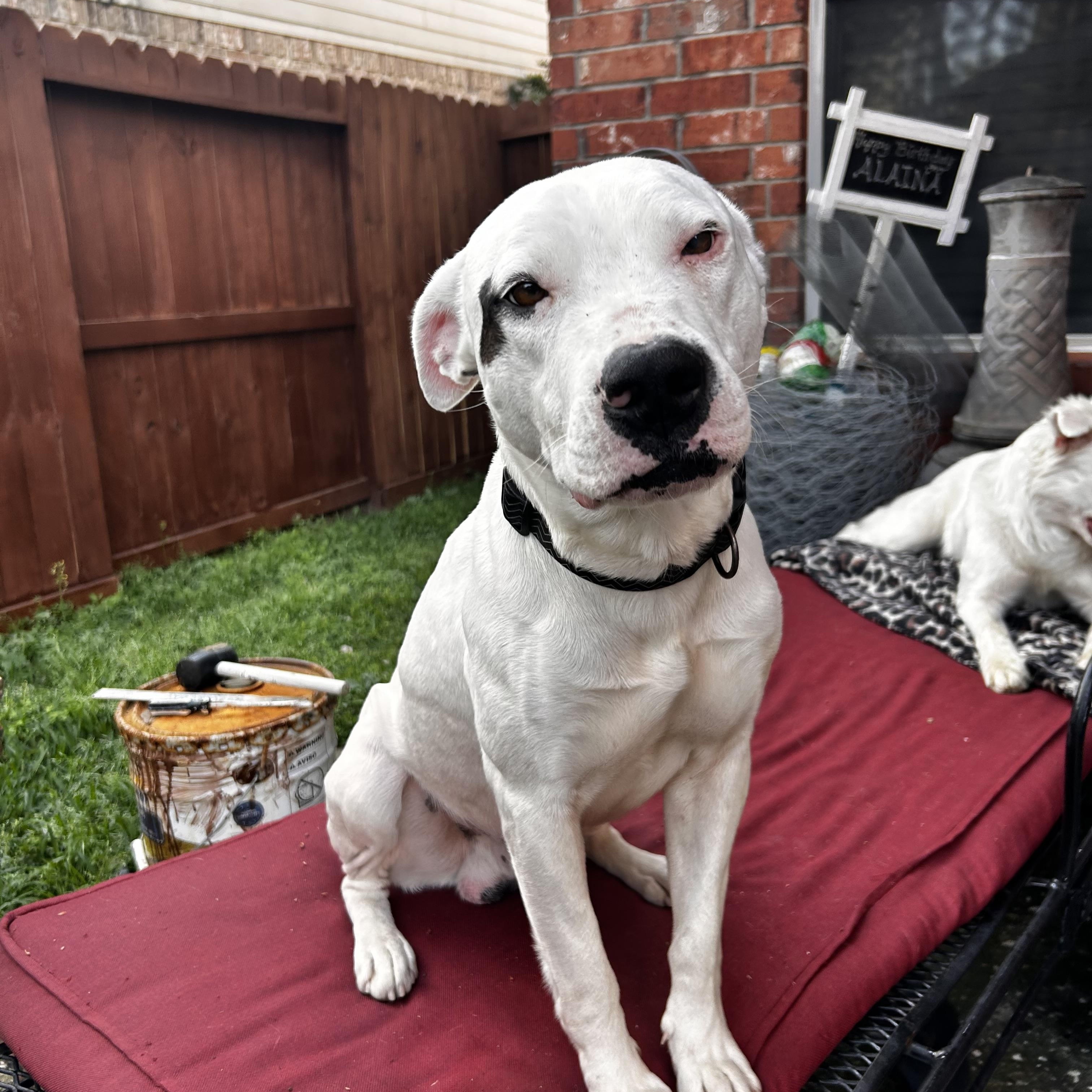 Enlarge Ahave, a Adoptable mixed breed in Monroe Twp, NJ image 3/4