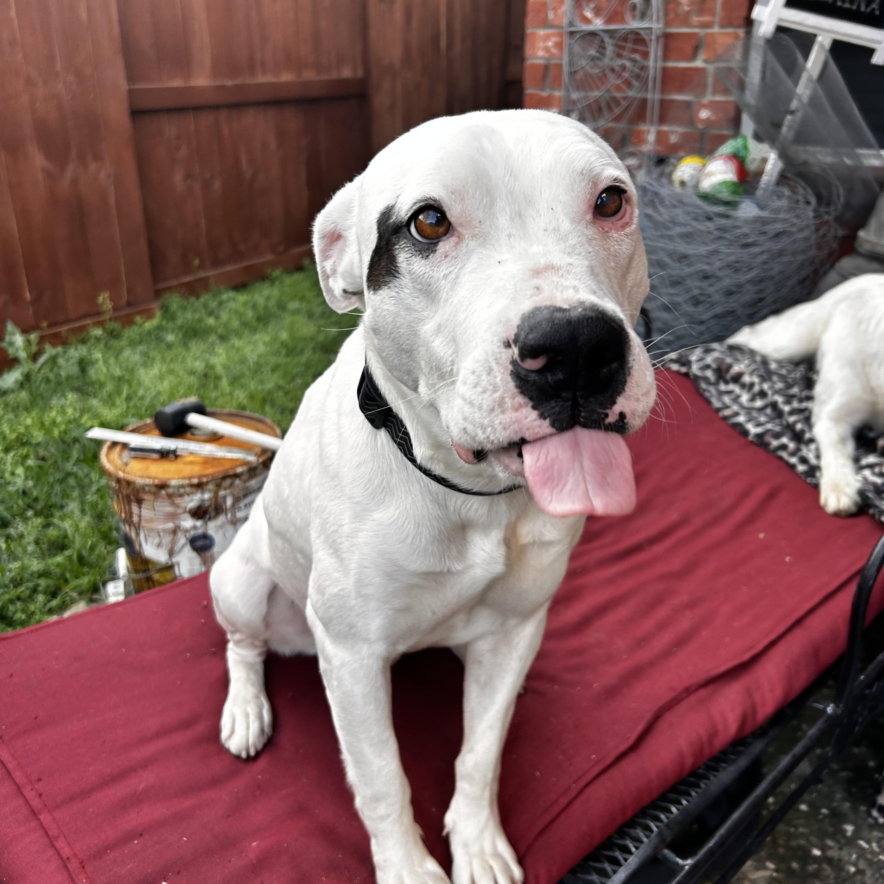 Enlarge Ahave, a Adoptable mixed breed in Monroe Twp, NJ image 4/4