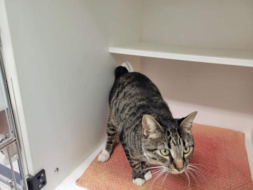 Bruno, Adoptable, Adult Male American Bobtail.