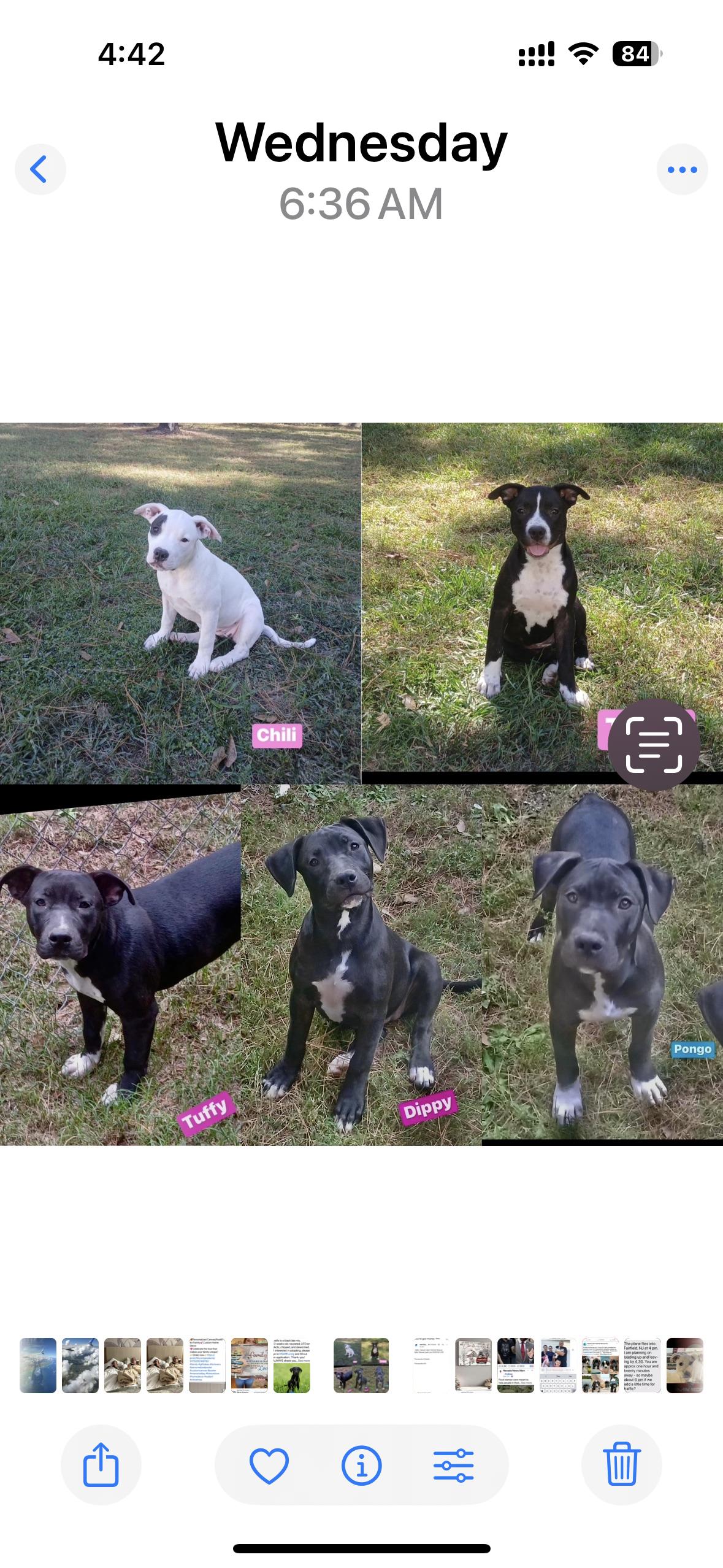 Pittie litter
