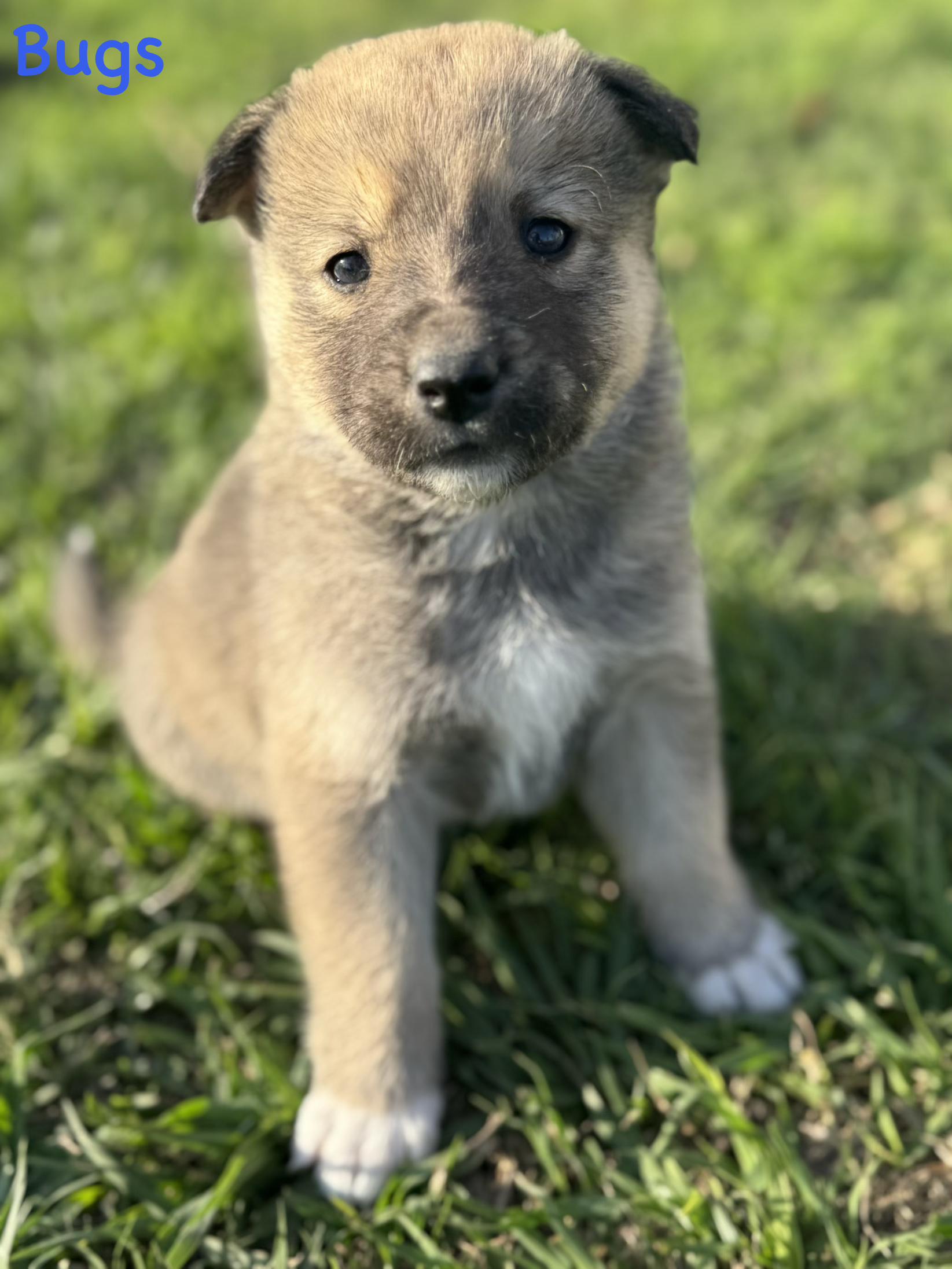 Bruin (Litter of 9, Adorable, Cute Baby, Happy, Loving, Cuddles)
